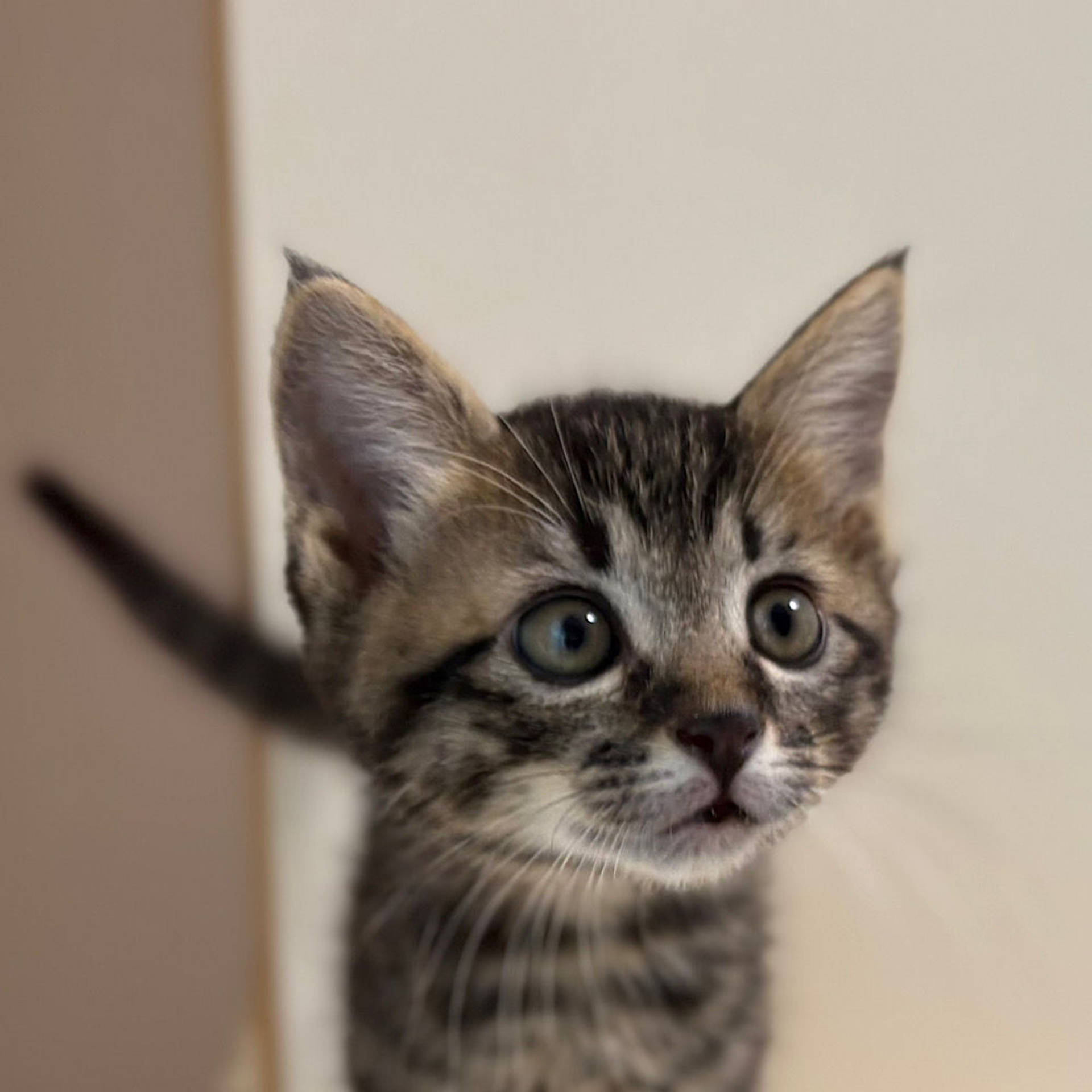 雑種（ミックス猫）・オスの里親募集の写真