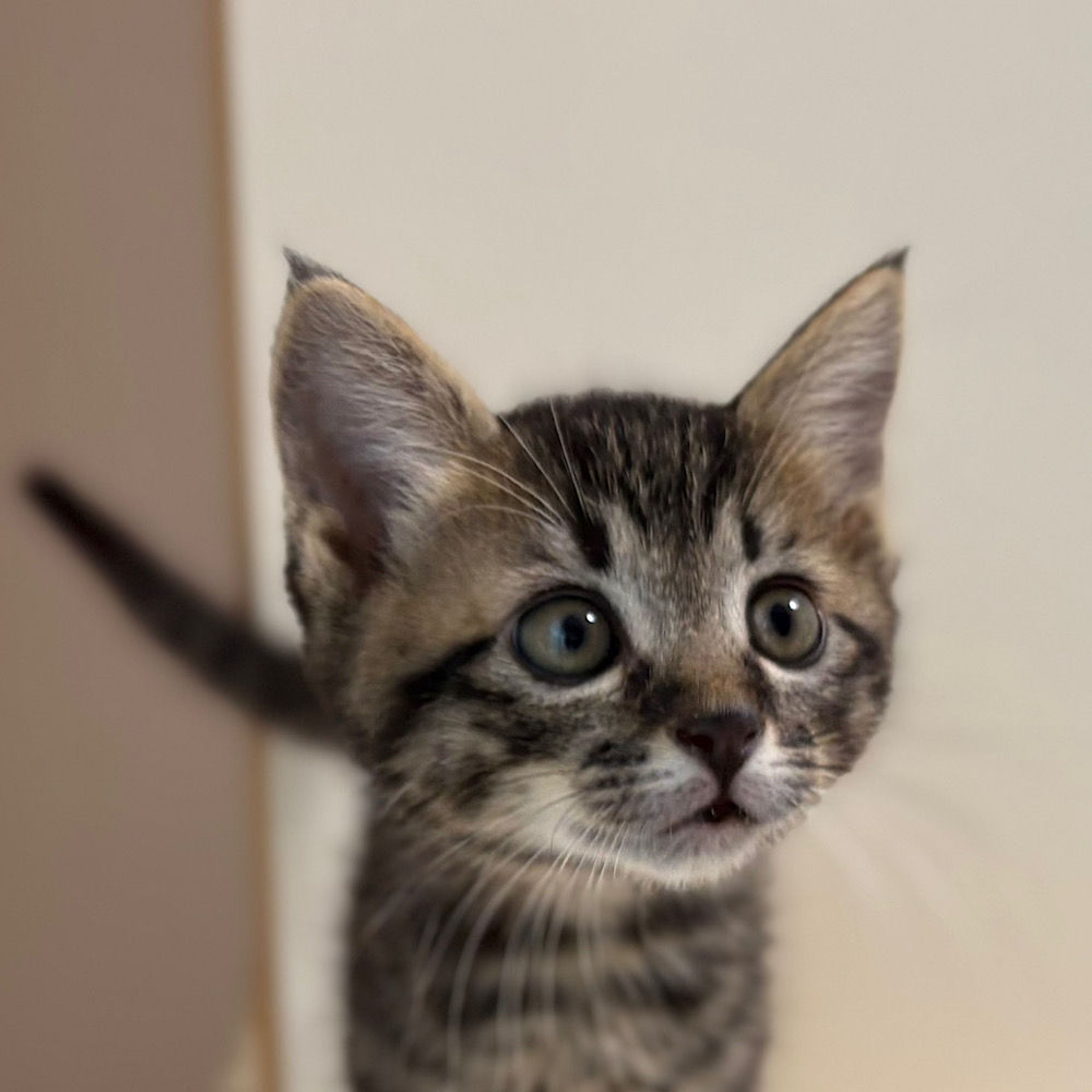 雑種（ミックス猫）・オスの里親募集の写真