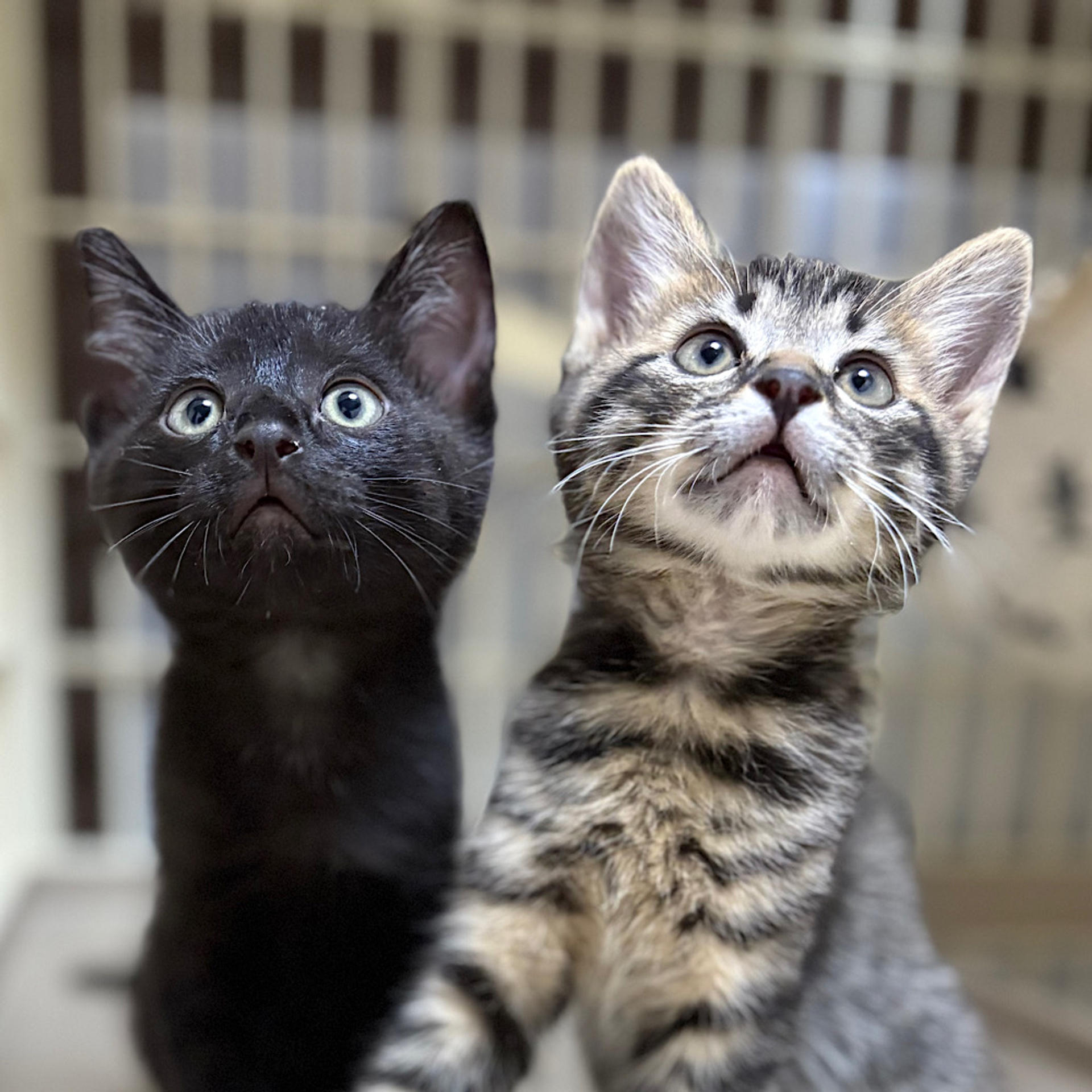 pet-image-6
