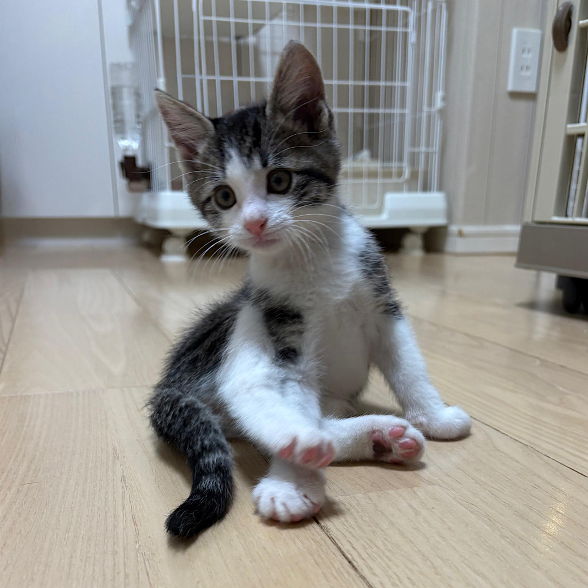 pet-image-4