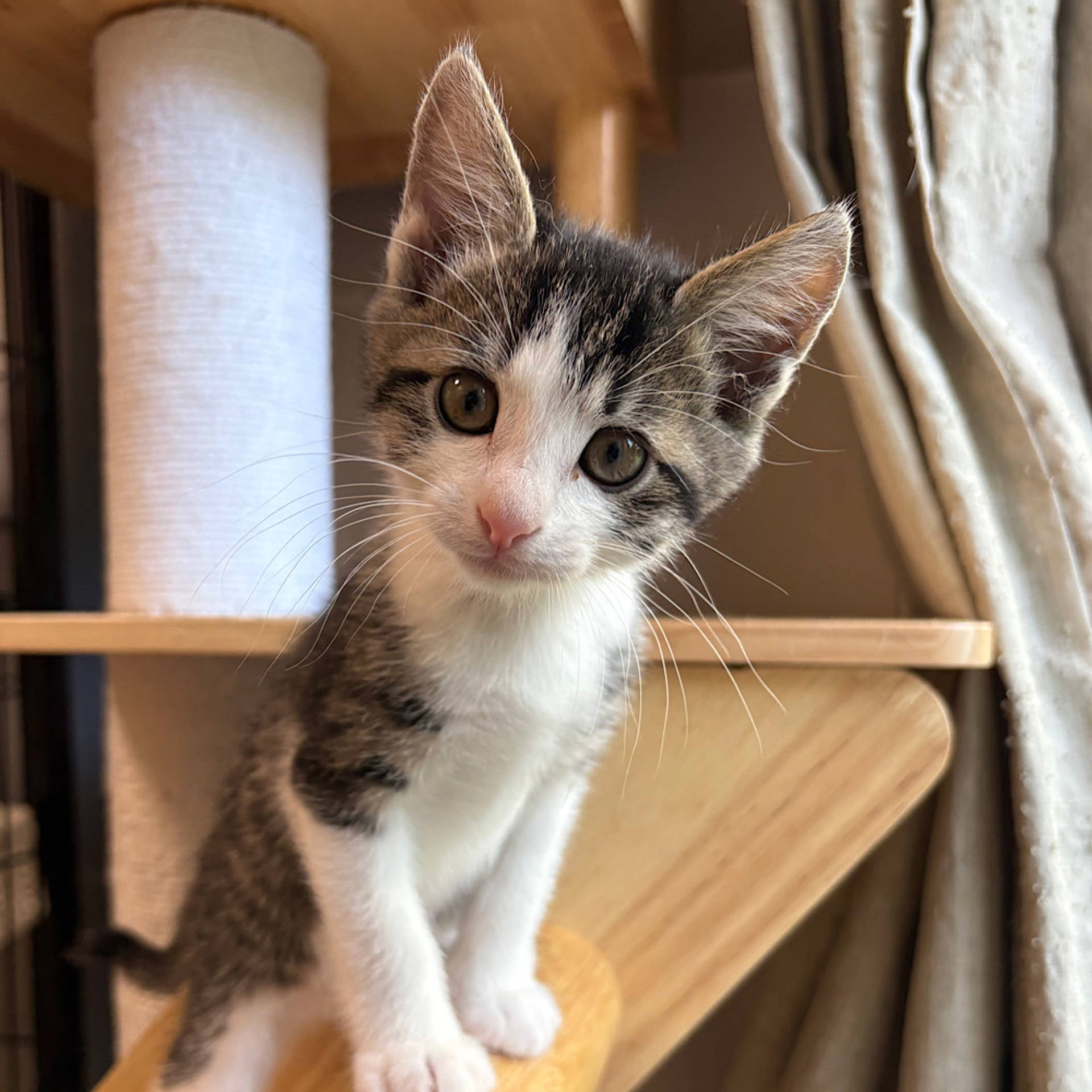 雑種（ミックス猫）・オスの里親募集の写真