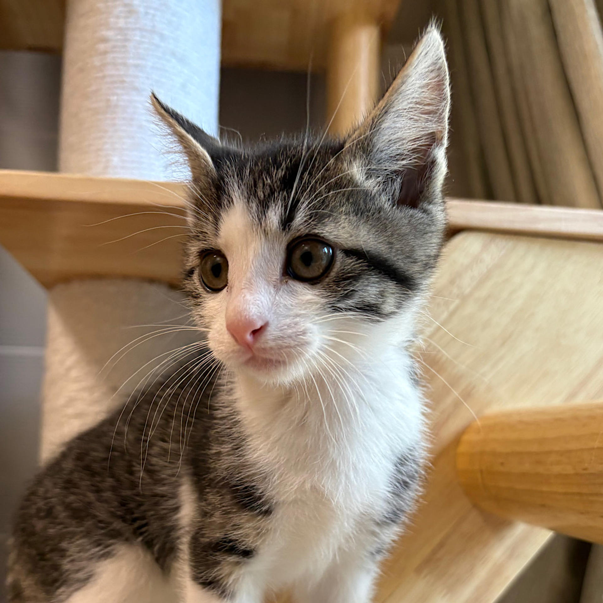 pet-image-3