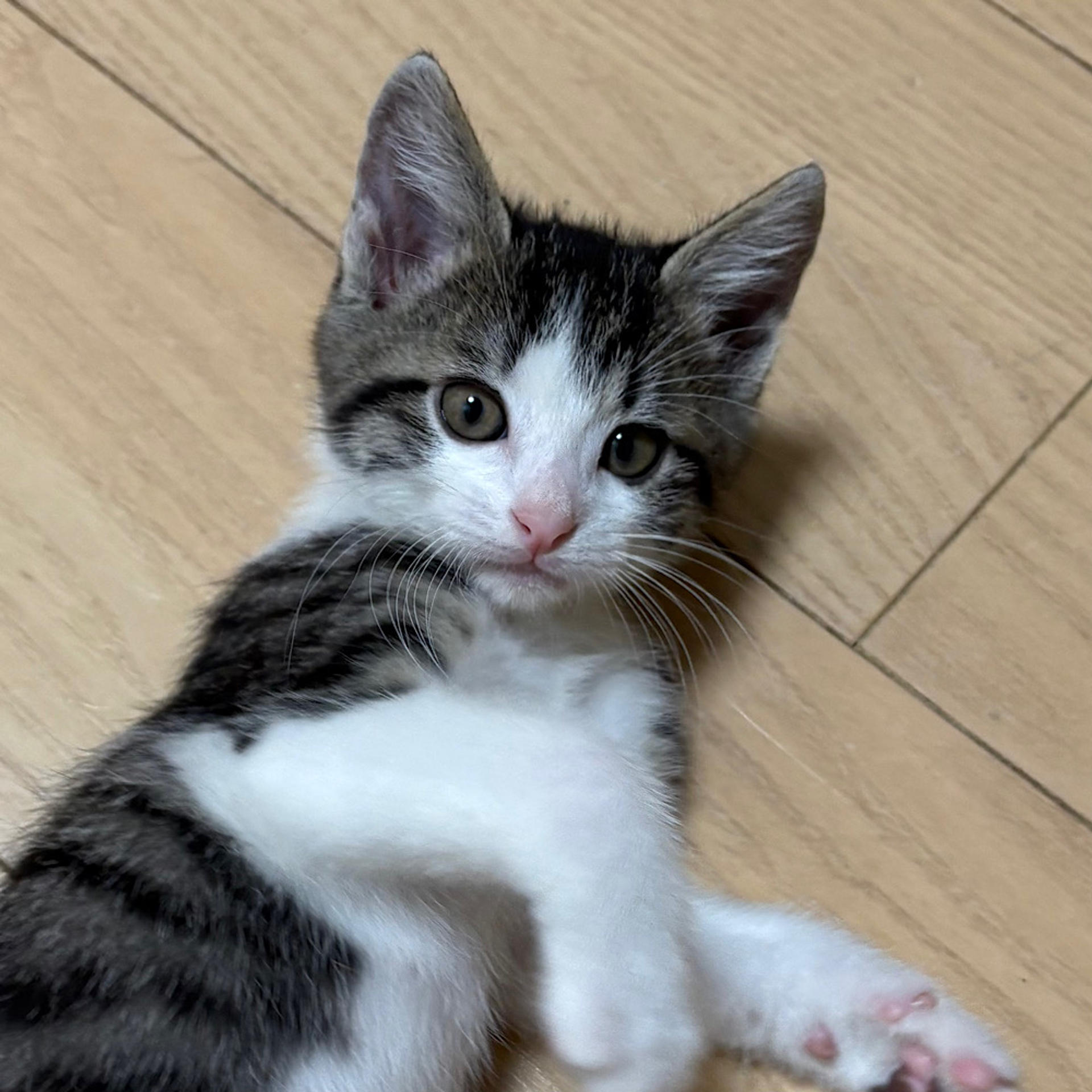 pet-image-6