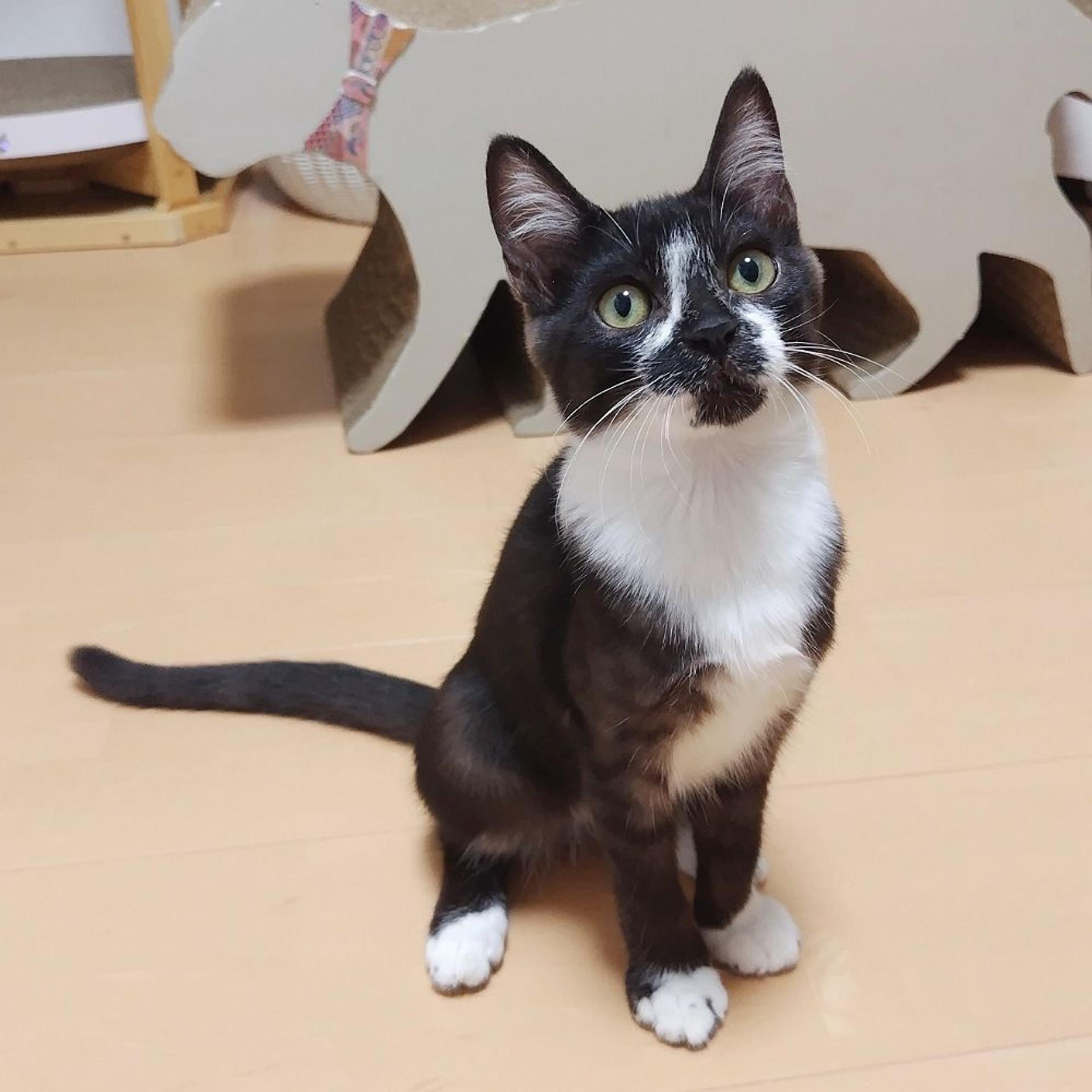 pet-image-4