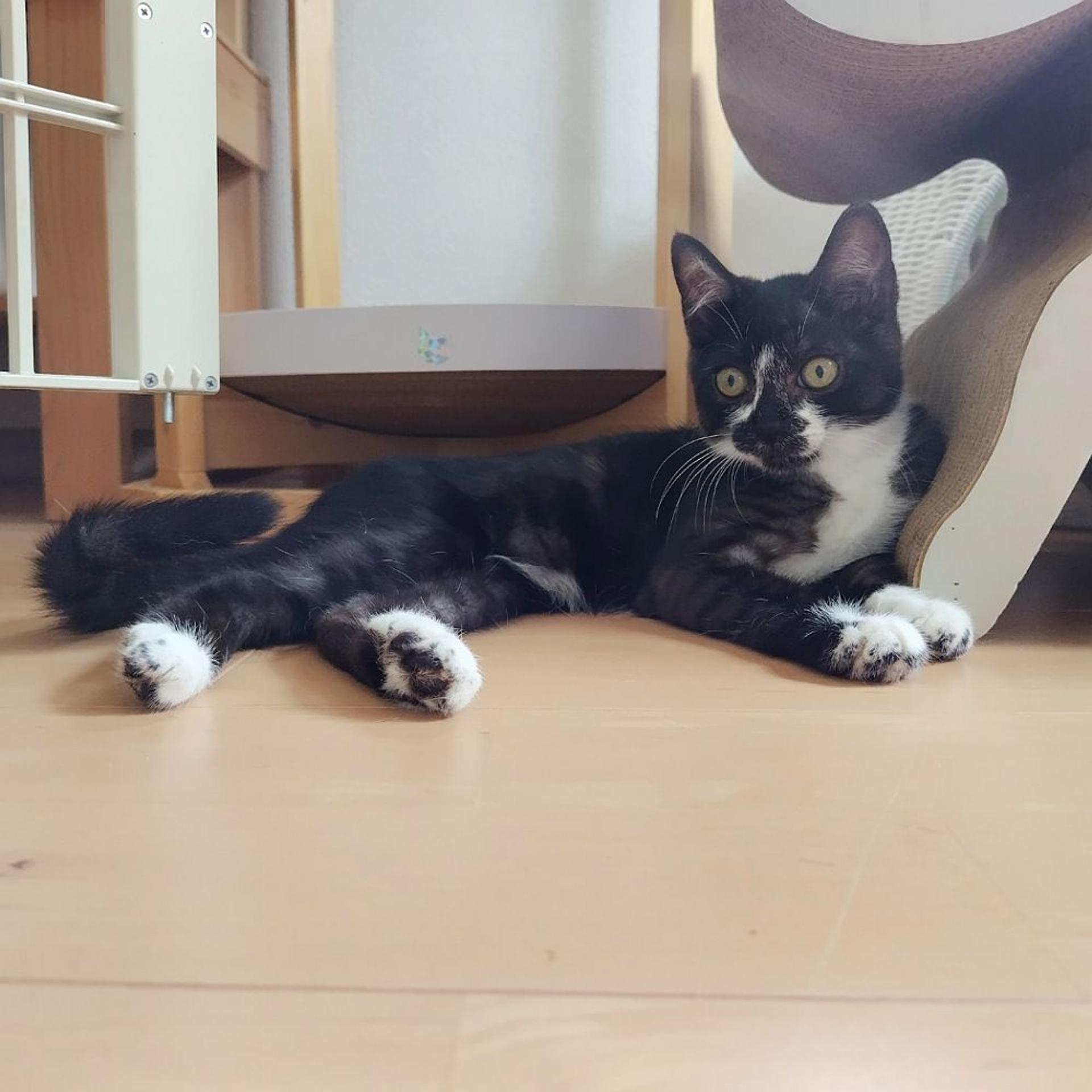 pet-image-6
