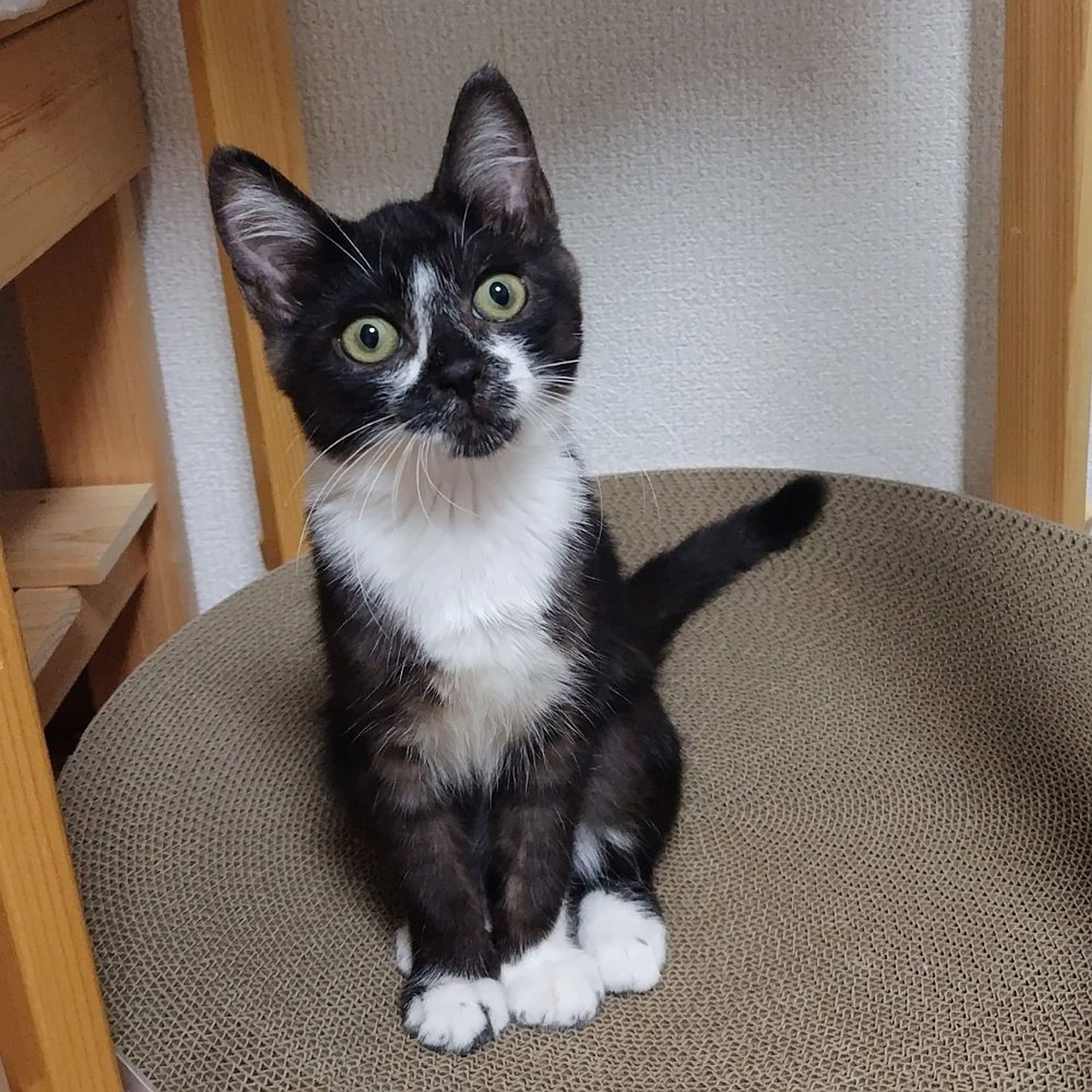 雑種（ミックス猫）・オスの里親募集の写真