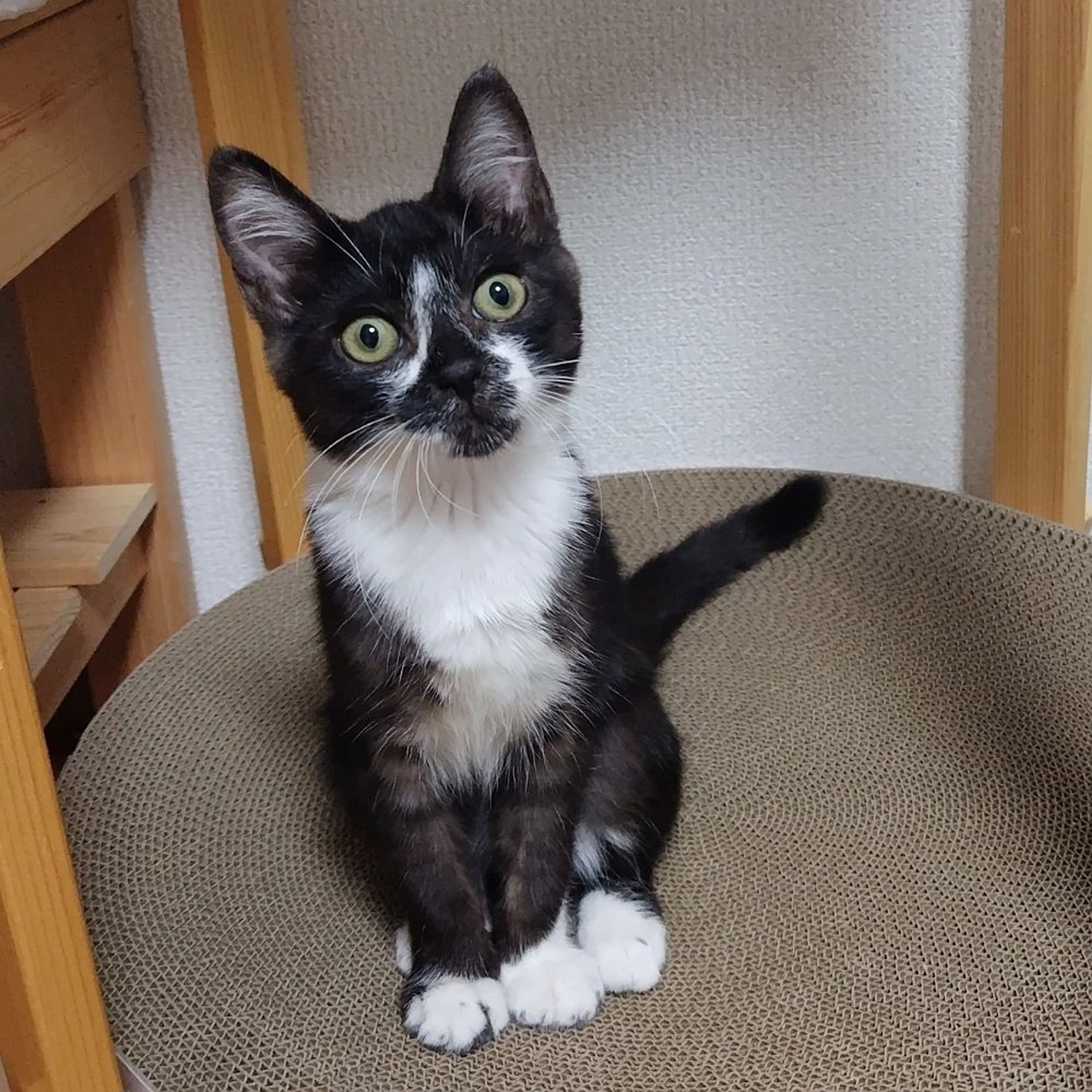 雑種（ミックス猫）・オスの里親募集の写真