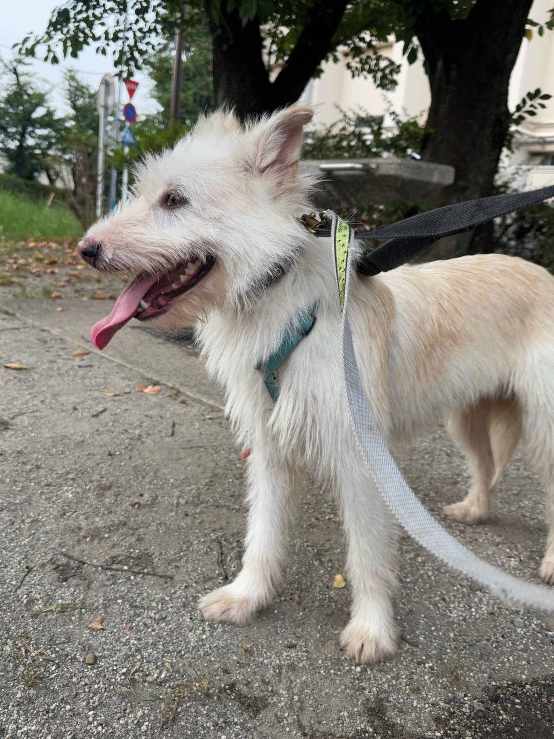 雑種（ミックス犬）・メスの里親募集の写真