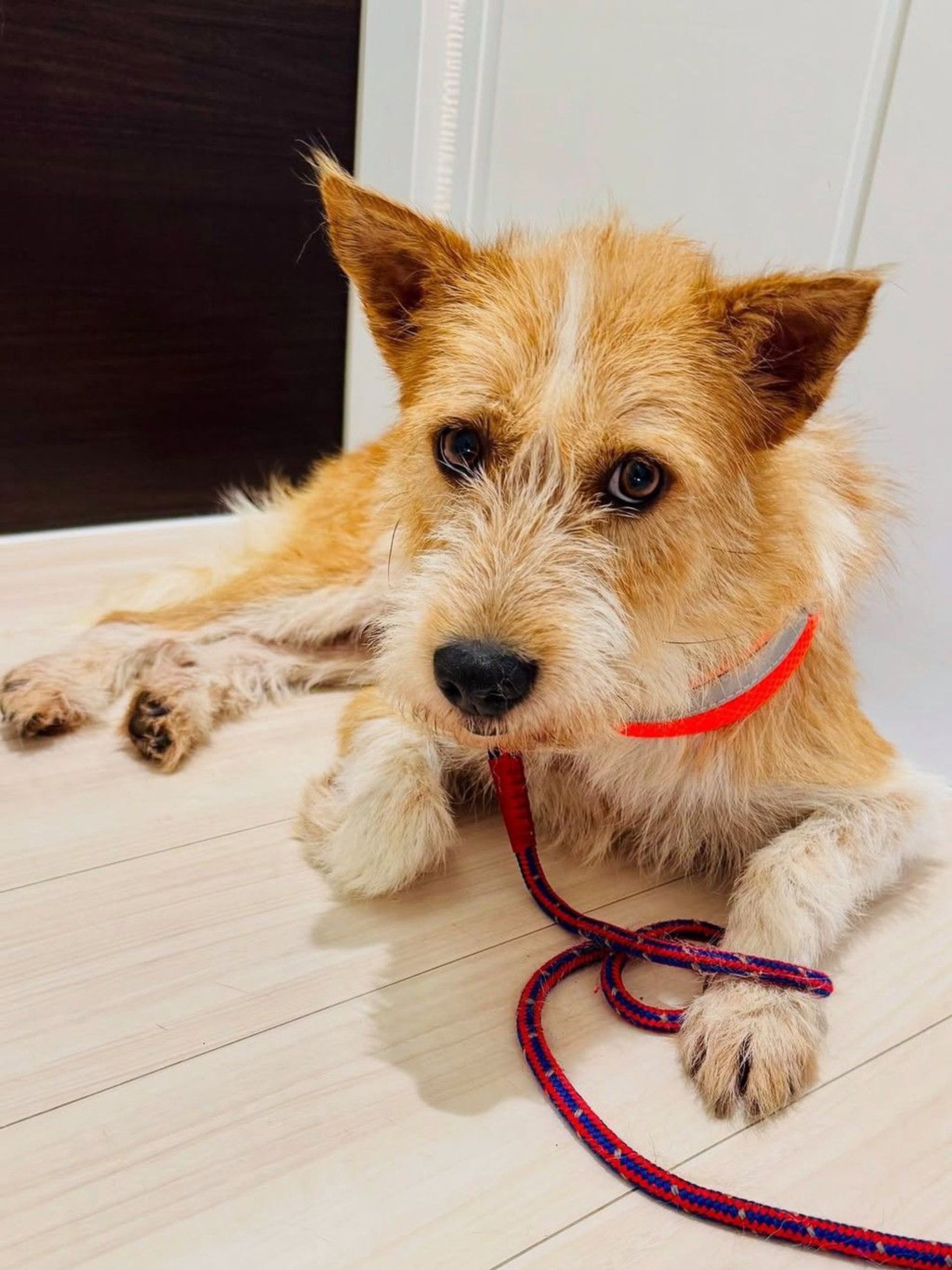 雑種（ミックス犬）・オスの里親募集の写真