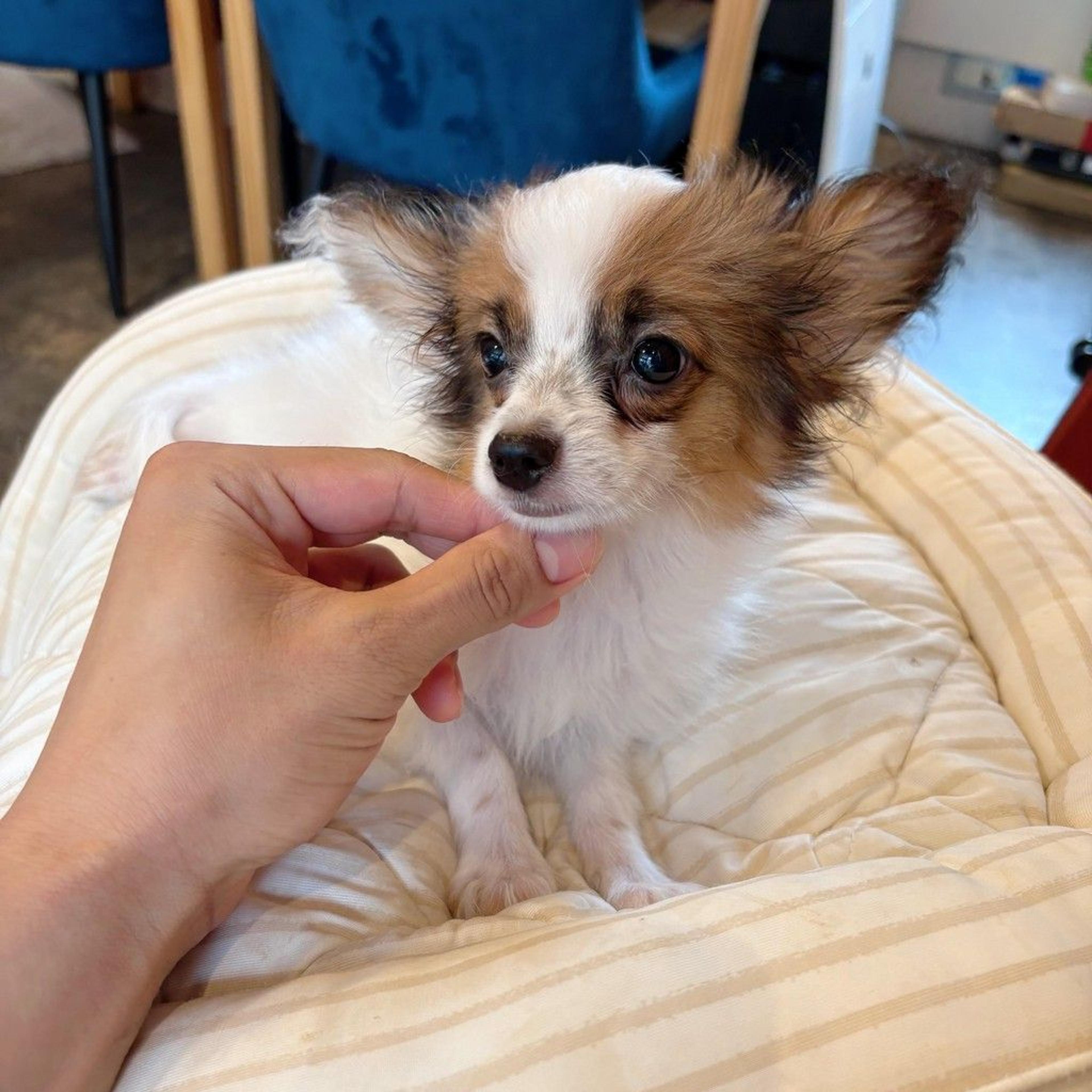 pet-image-3