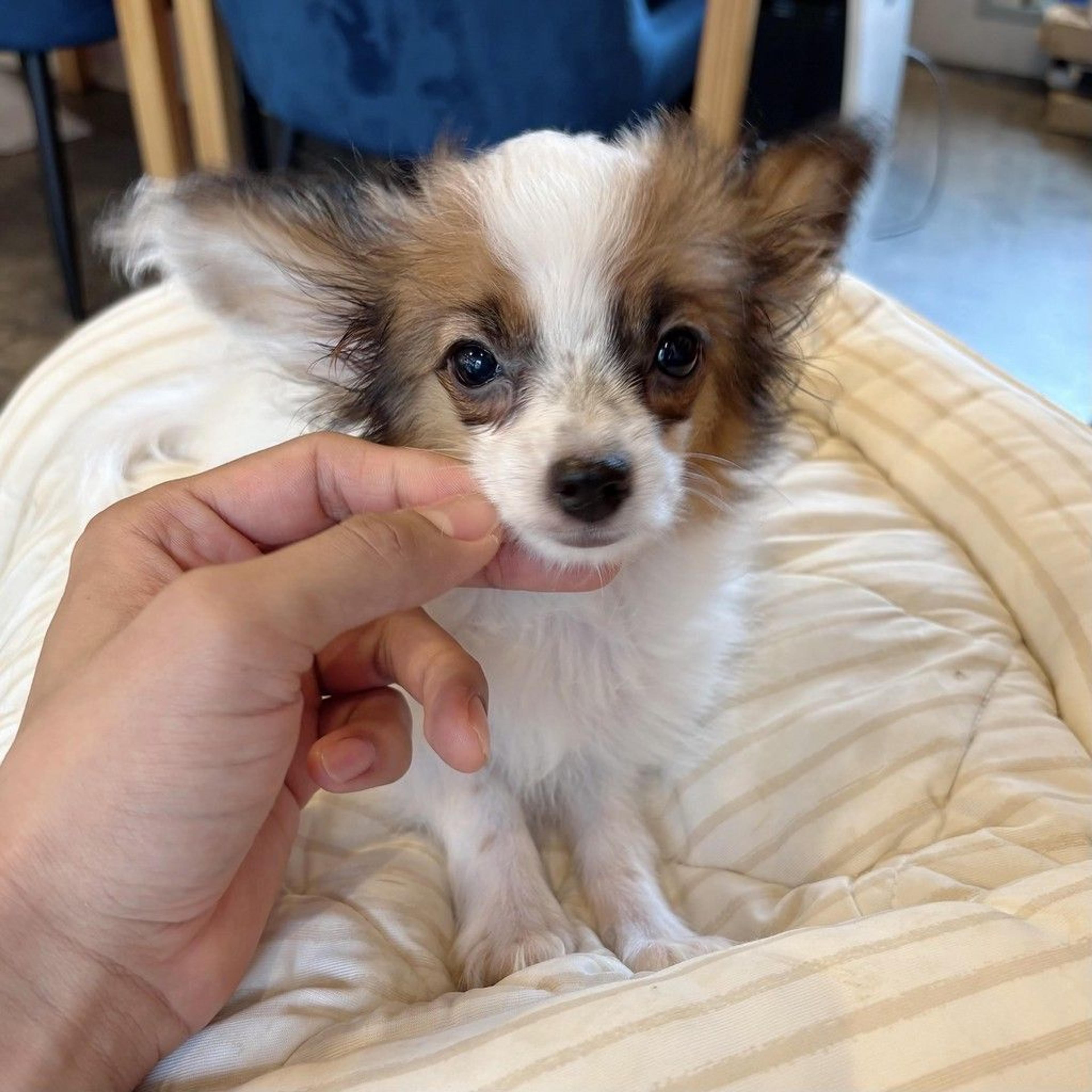 pet-image-2