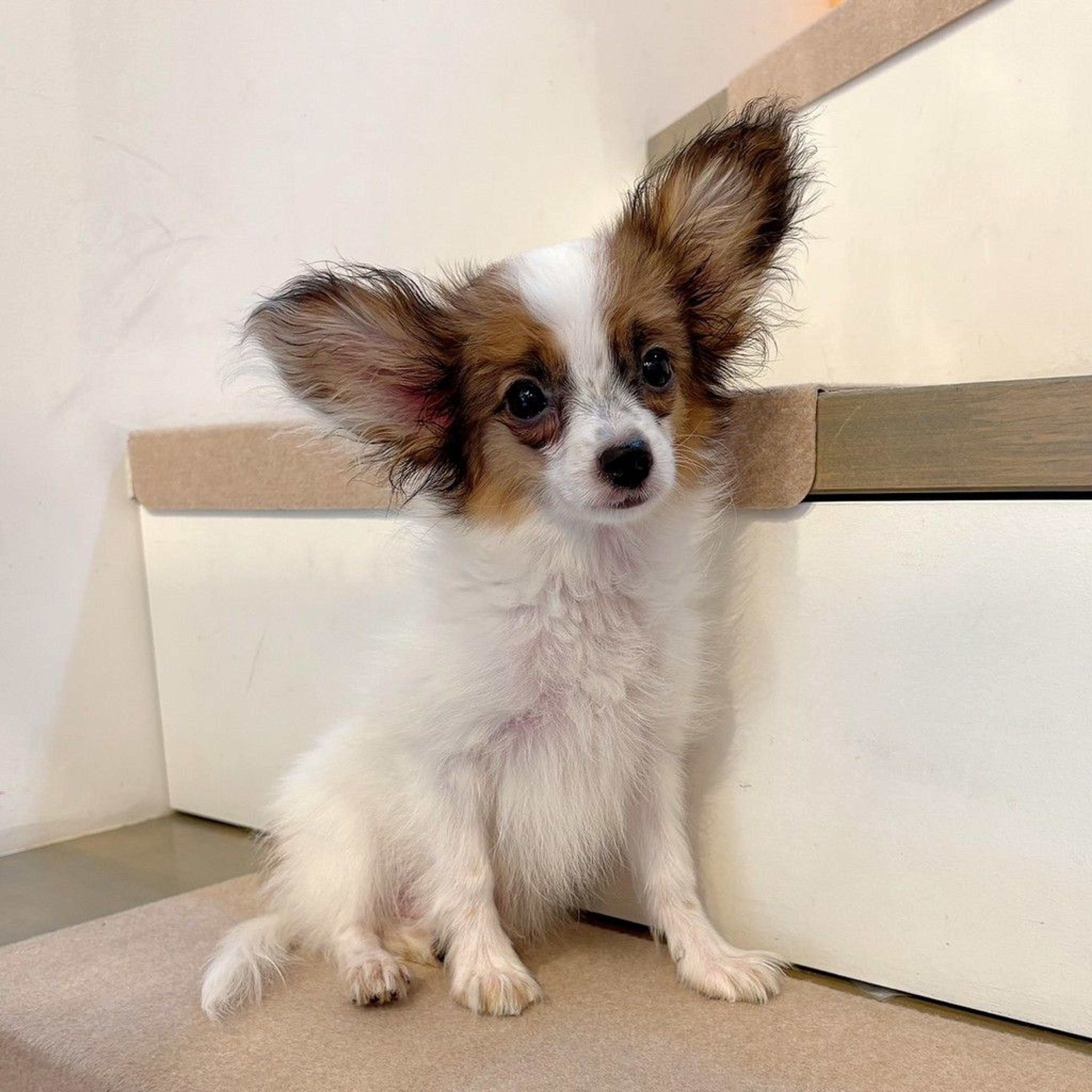 pet-image-5