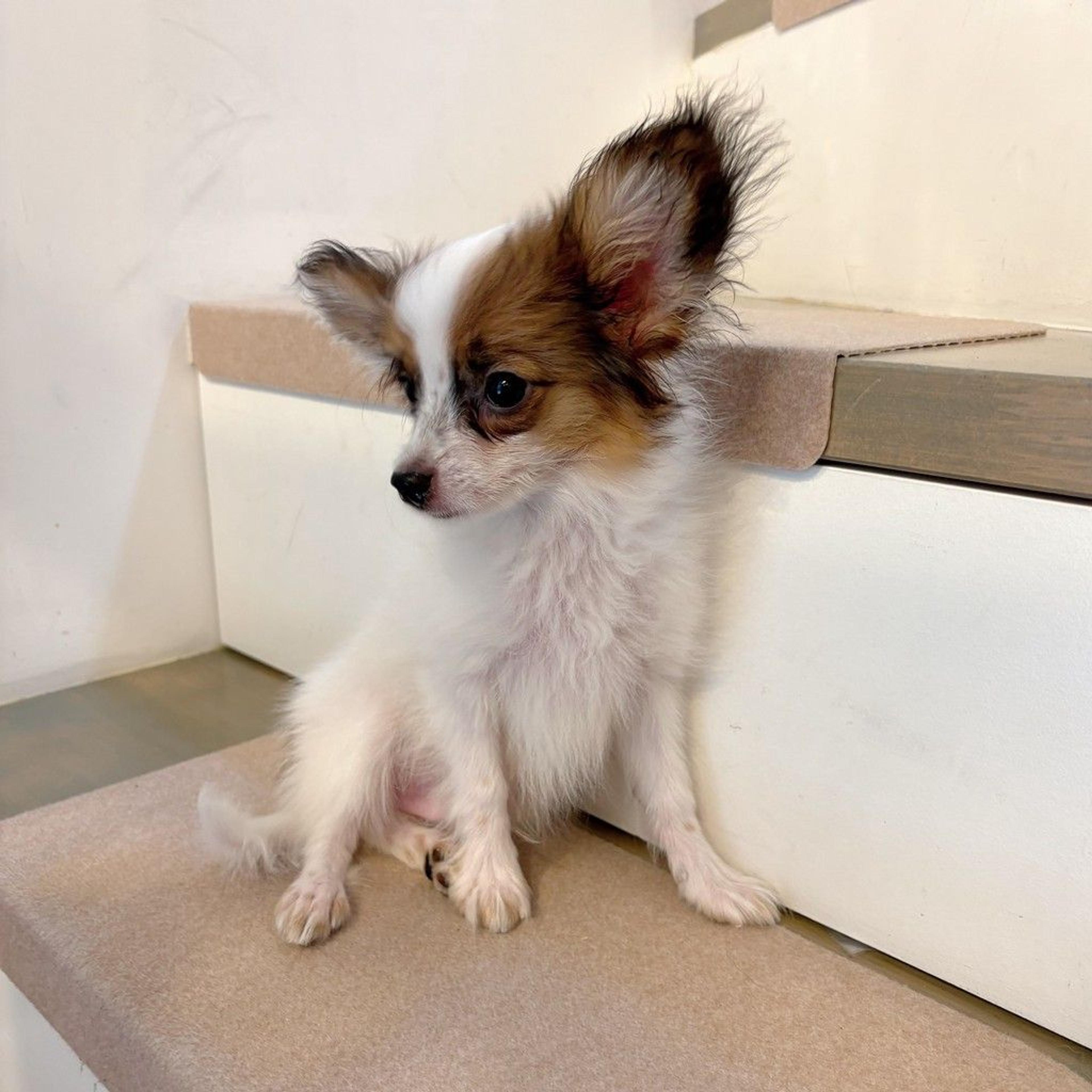 pet-image-7