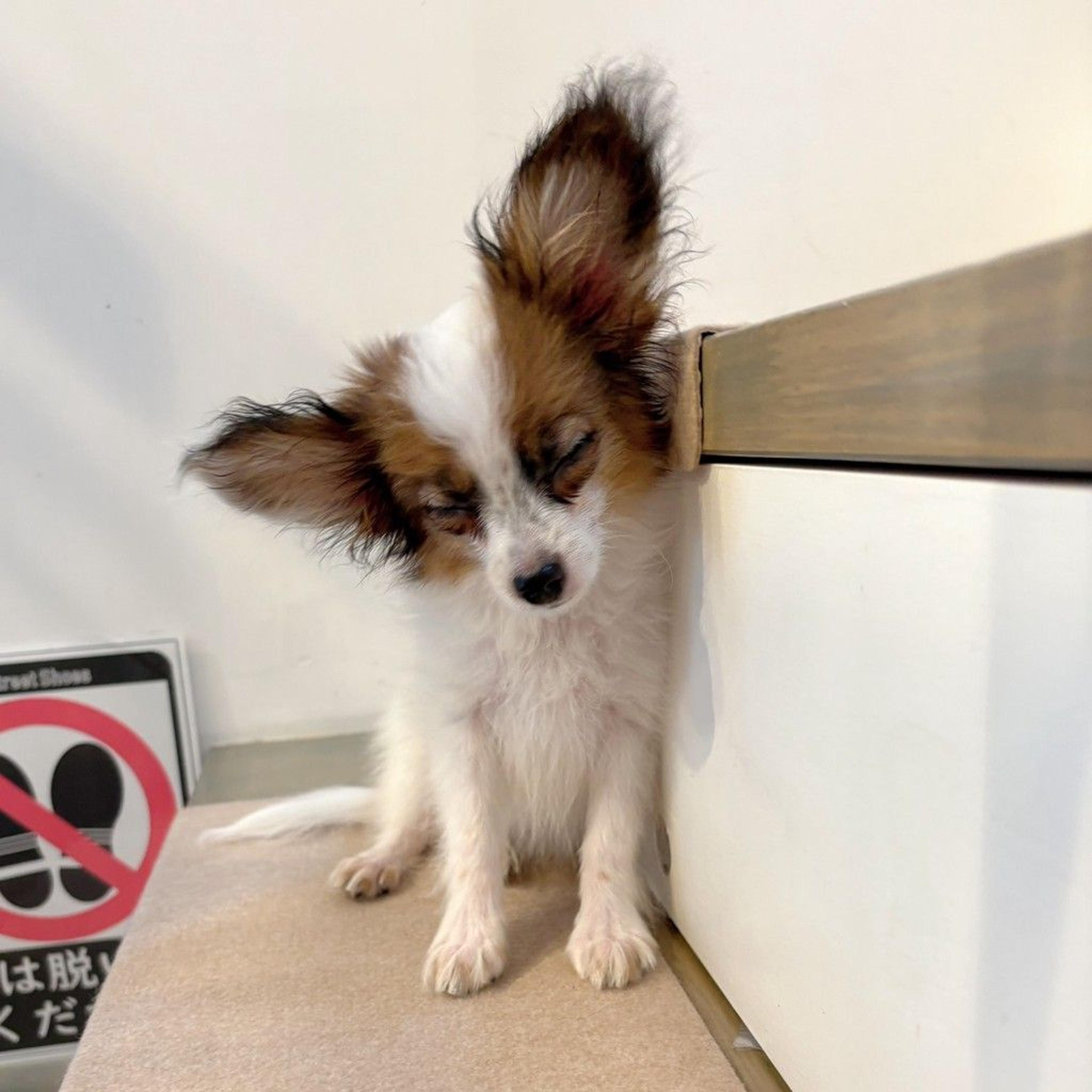 pet-image-6
