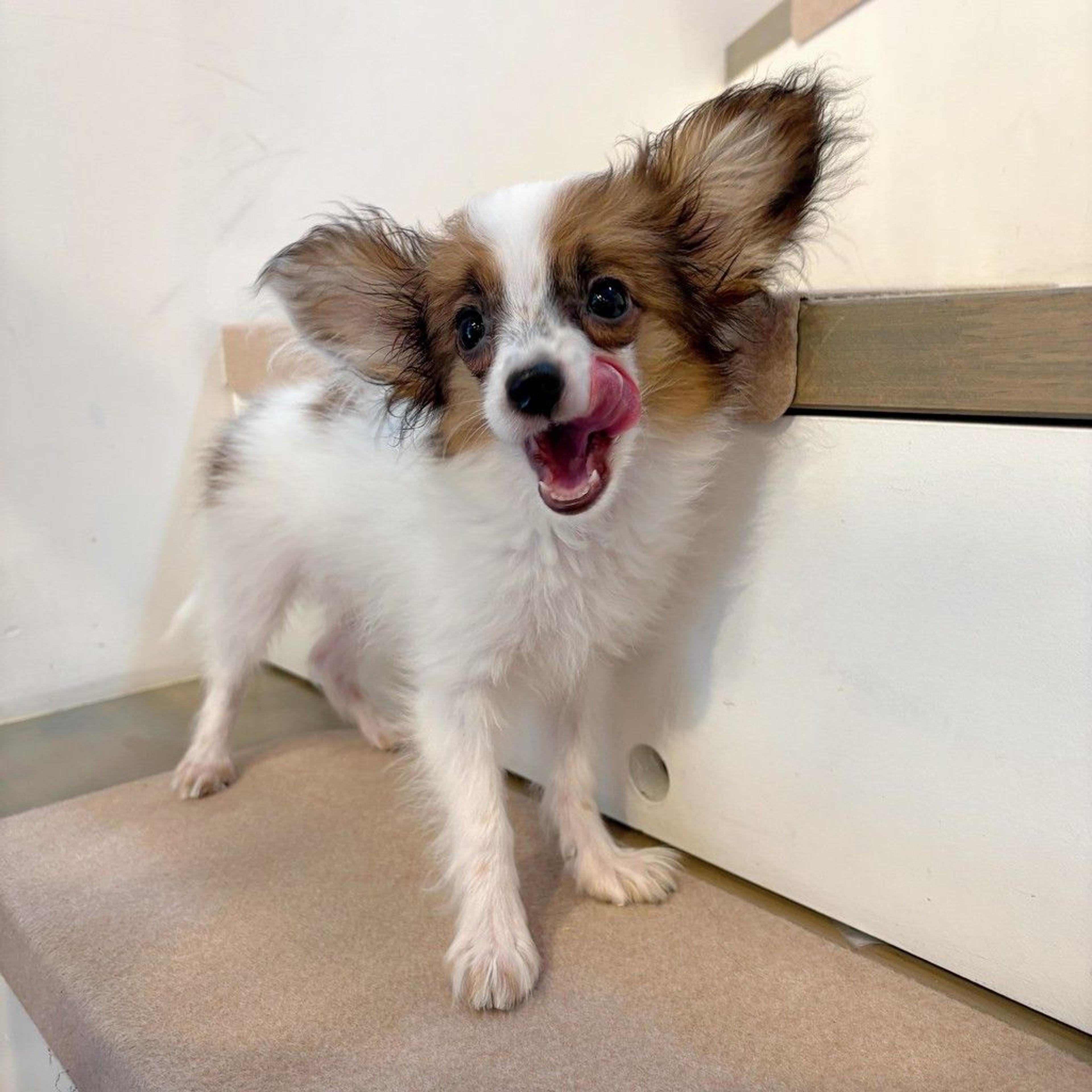 pet-image-8