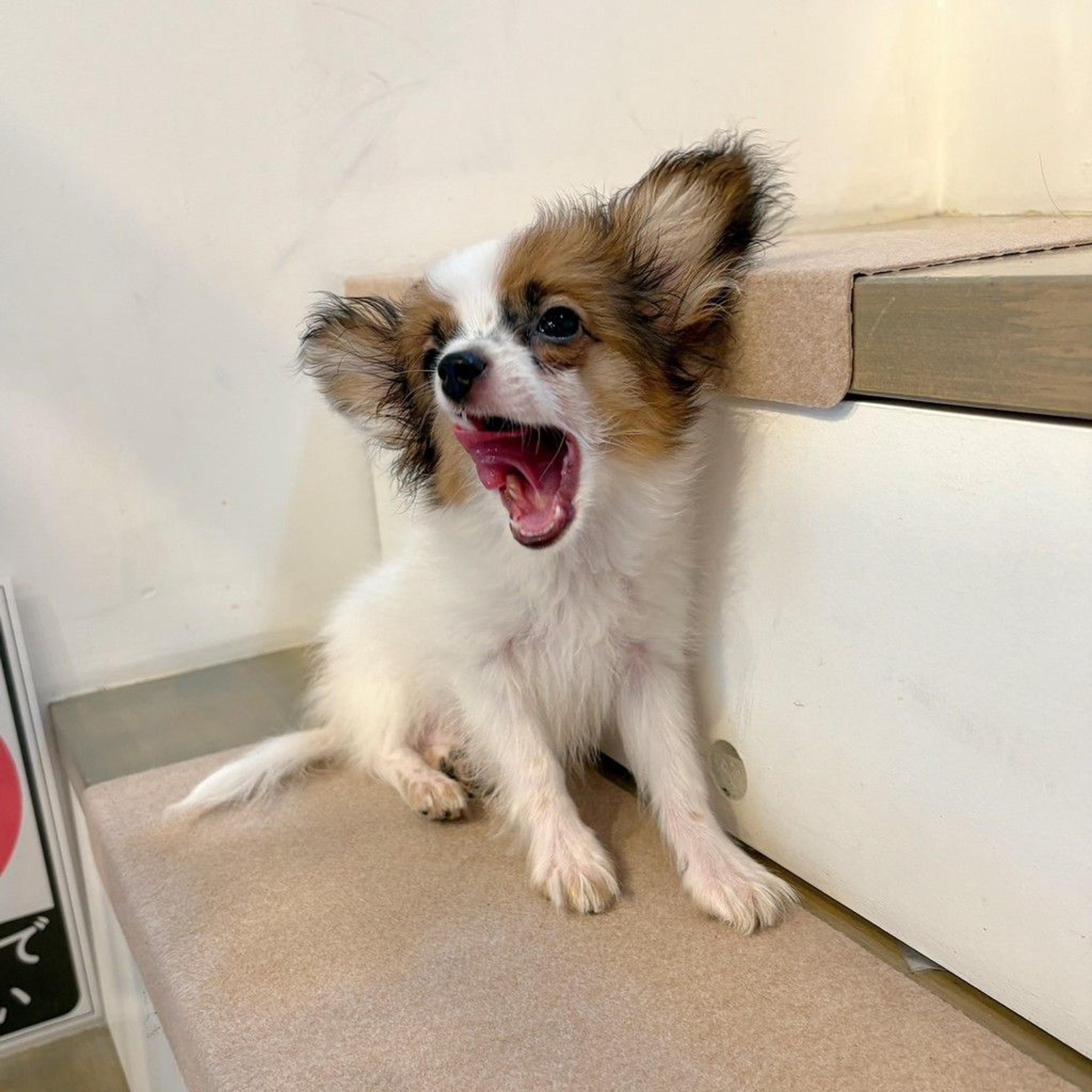 pet-image-4