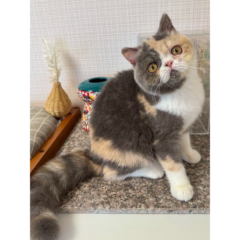 猫 × エキゾチックショートヘア が募集対象」の里親募集一覧｜OMUSUBI