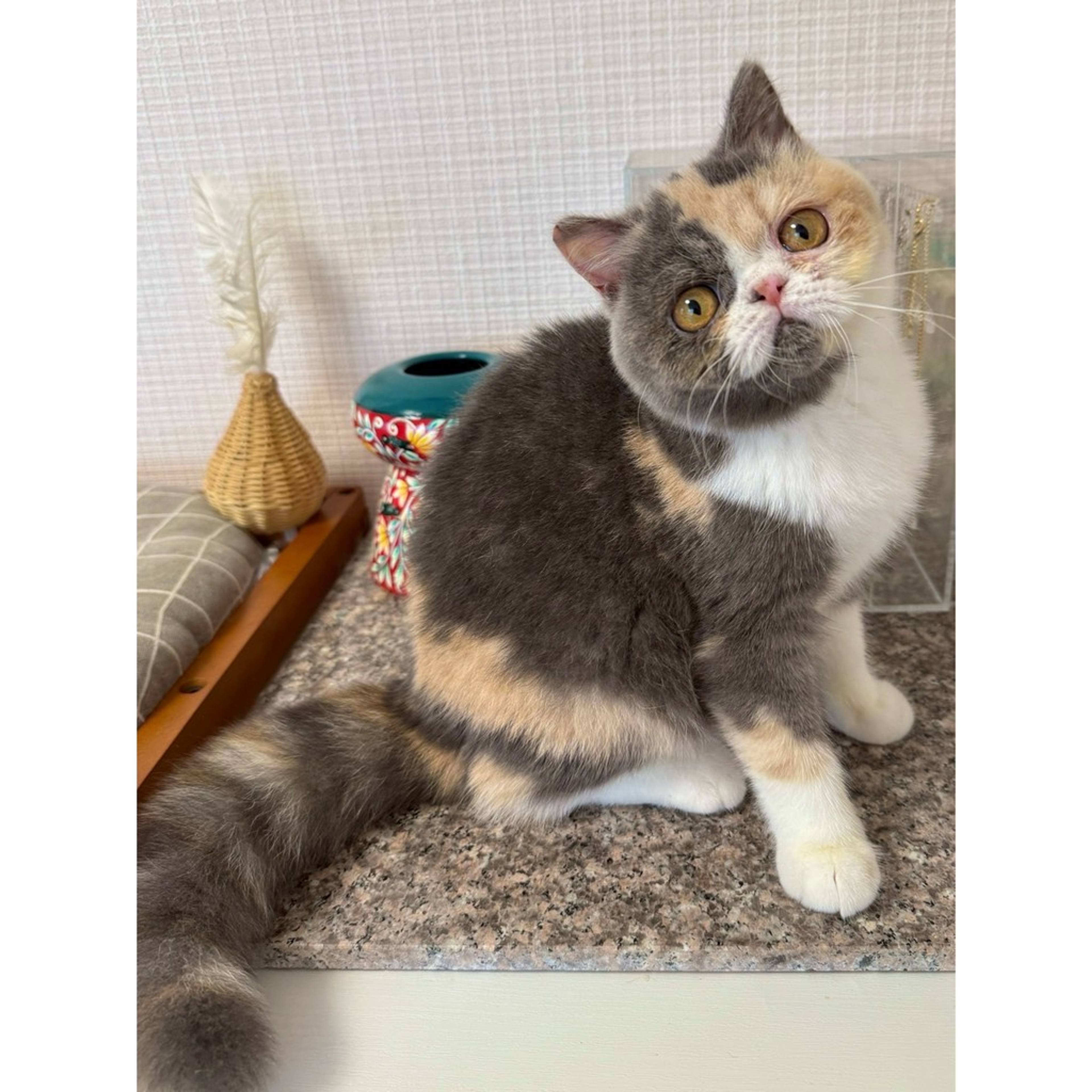 エキゾチックショートヘア・メスの里親募集の写真