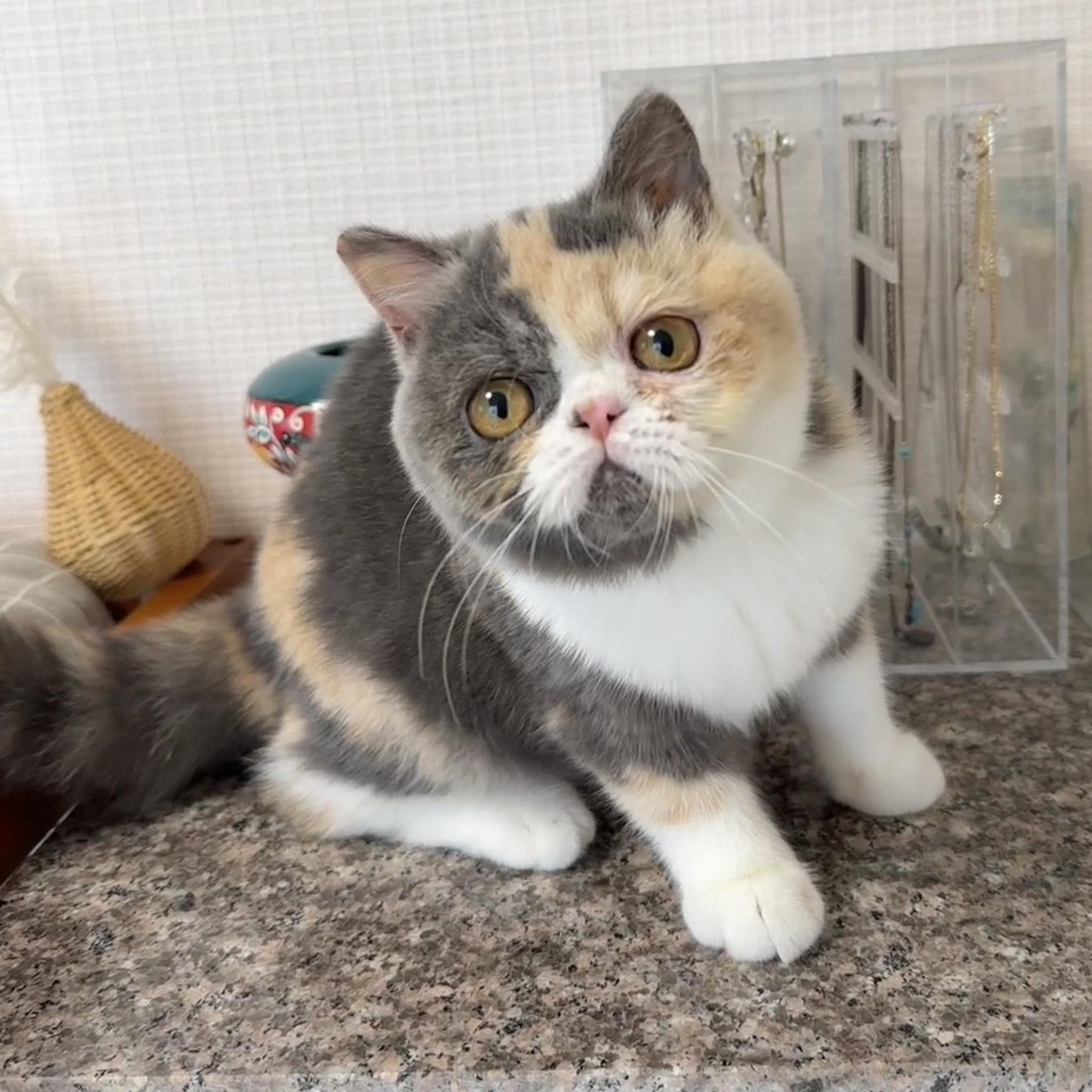 pet-image-2