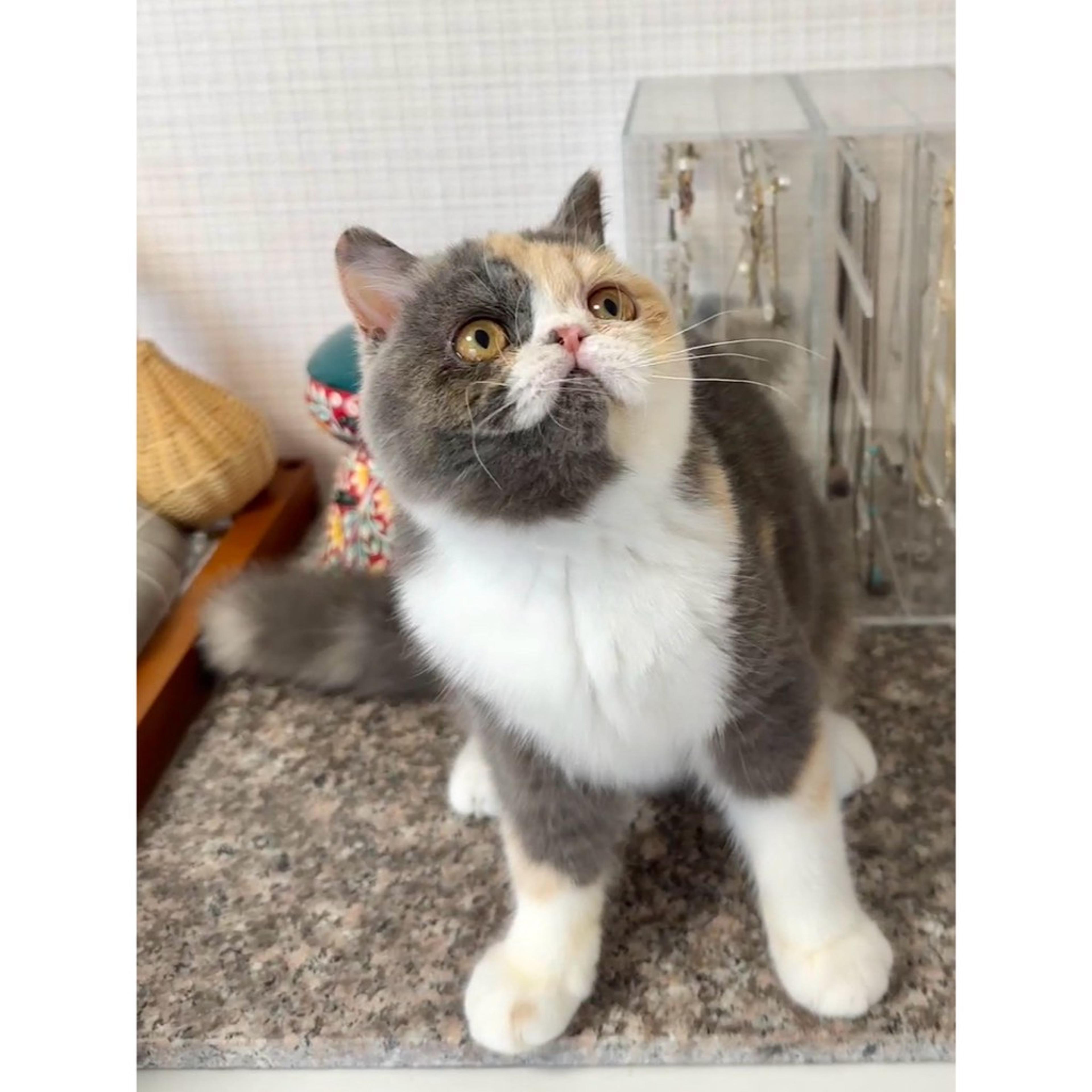 pet-image-3