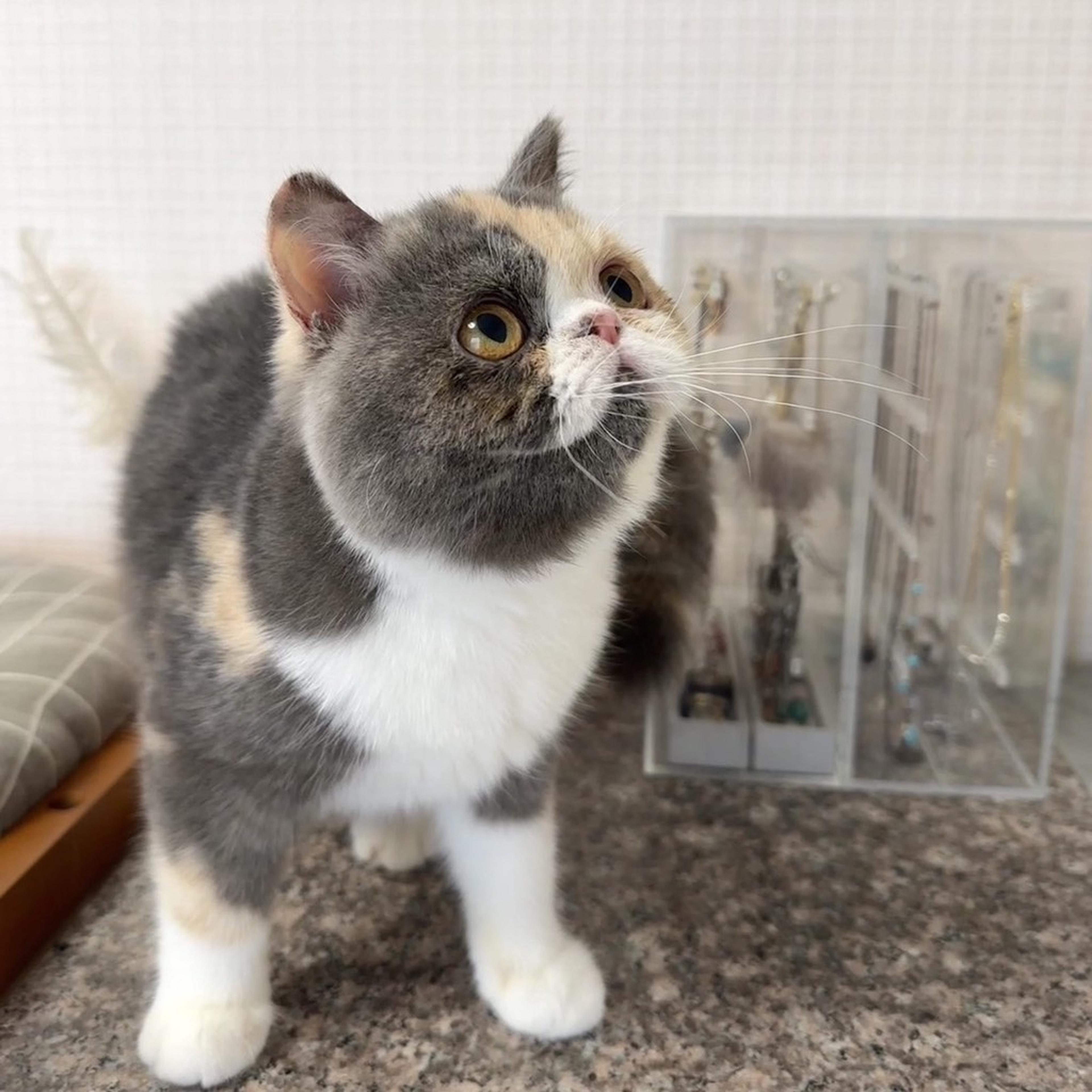 pet-image-5