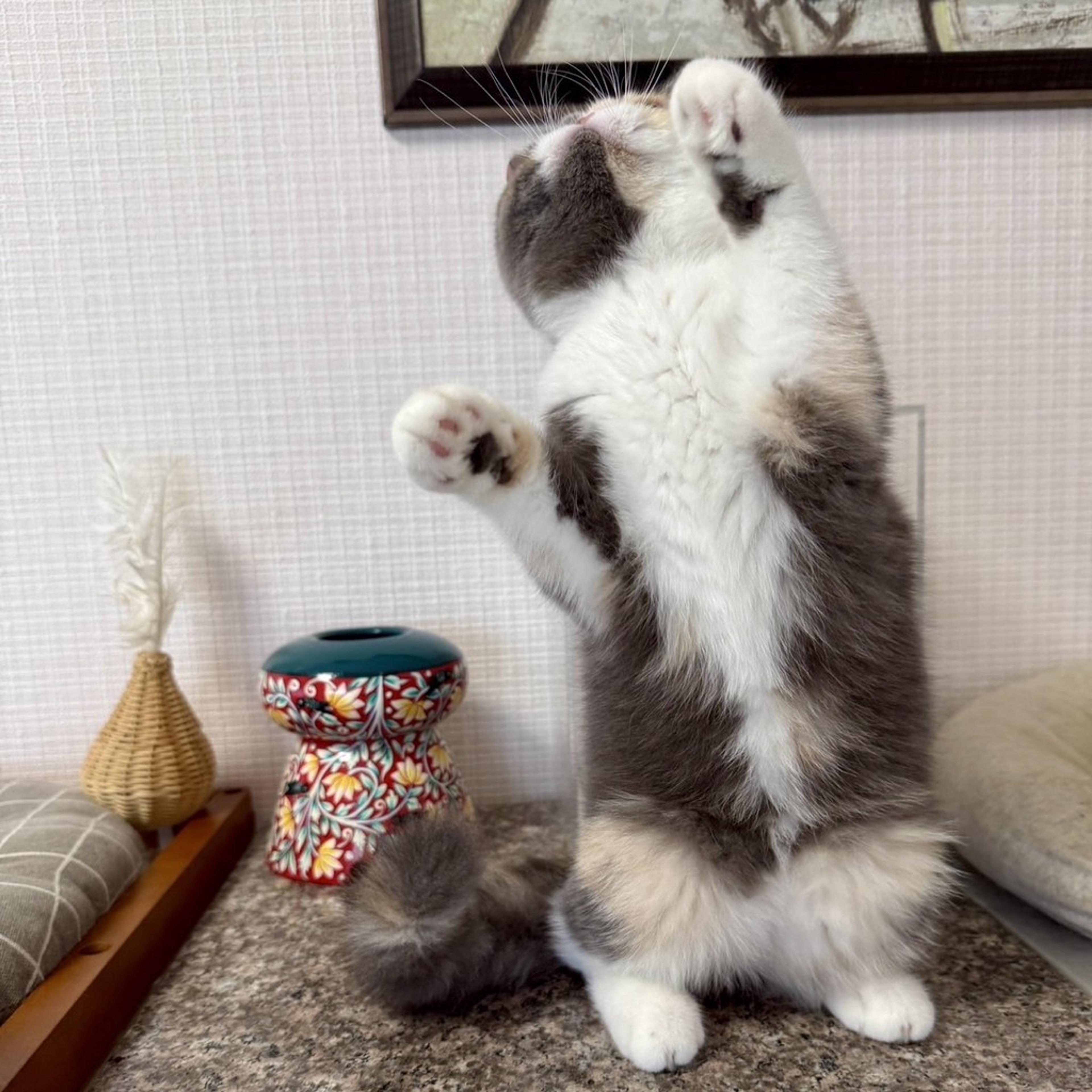 pet-image-6
