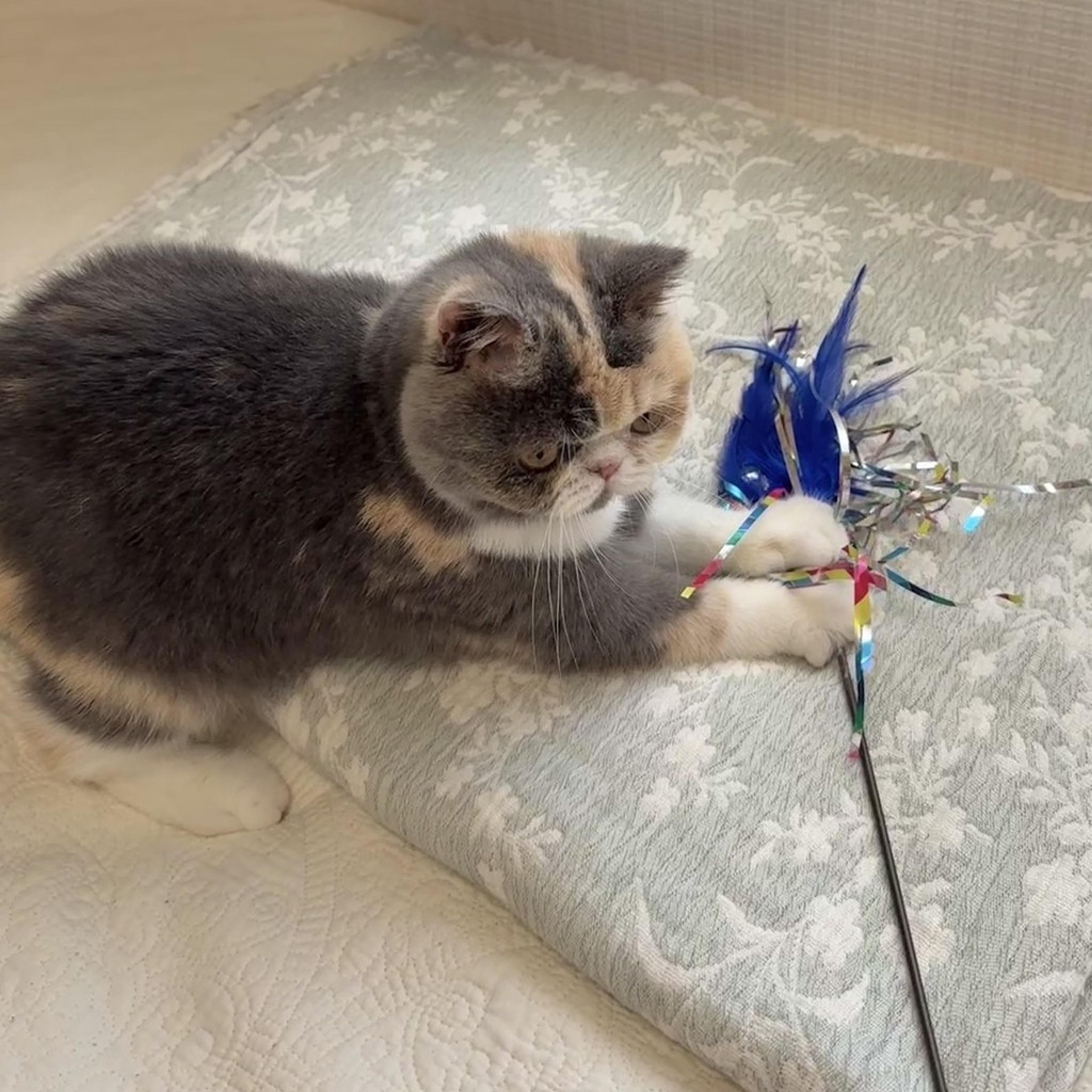pet-image-9