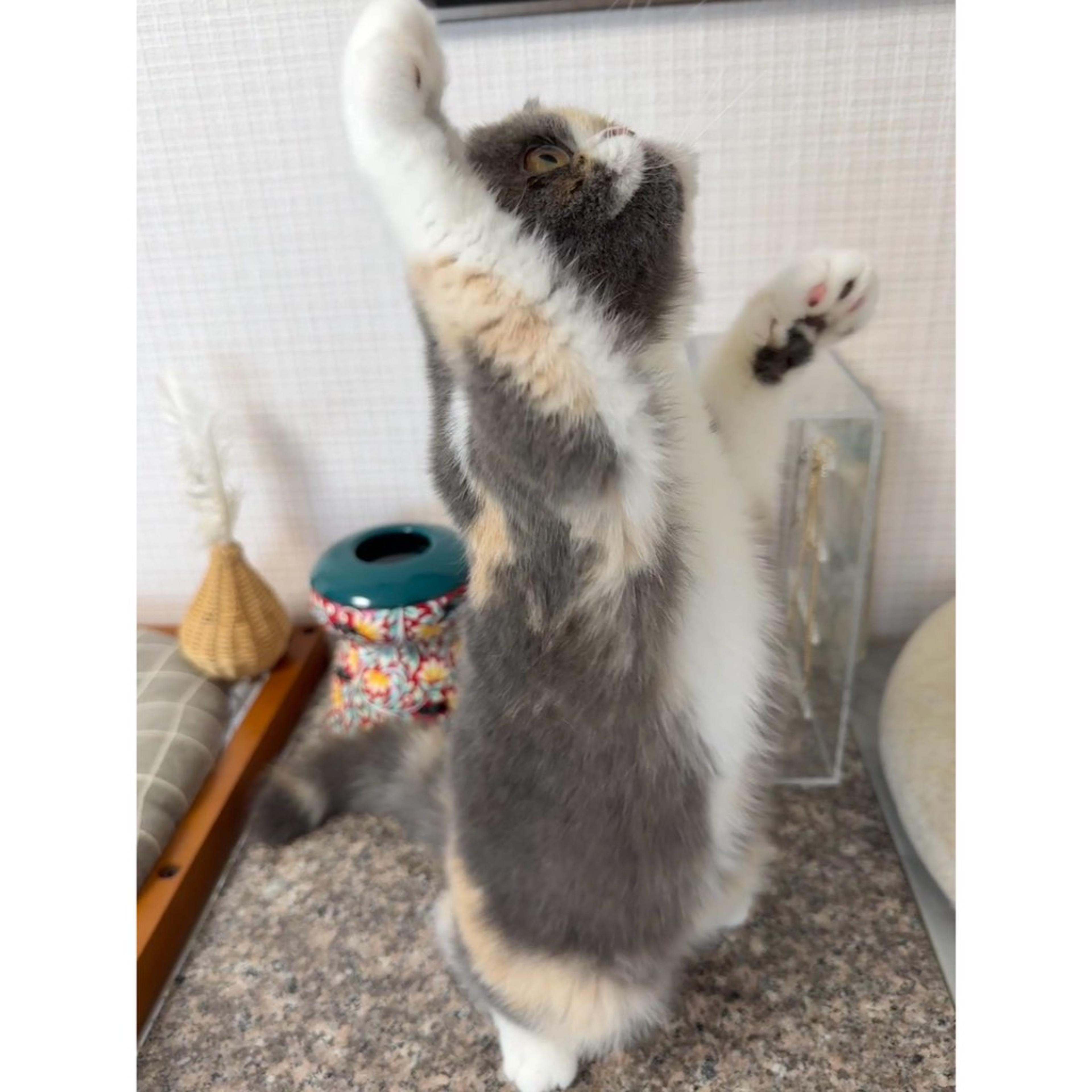pet-image-8