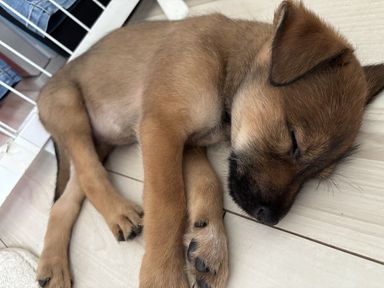 子犬のチャーリー