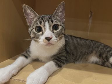 雑種（ミックス猫）・メスの里親募集の写真