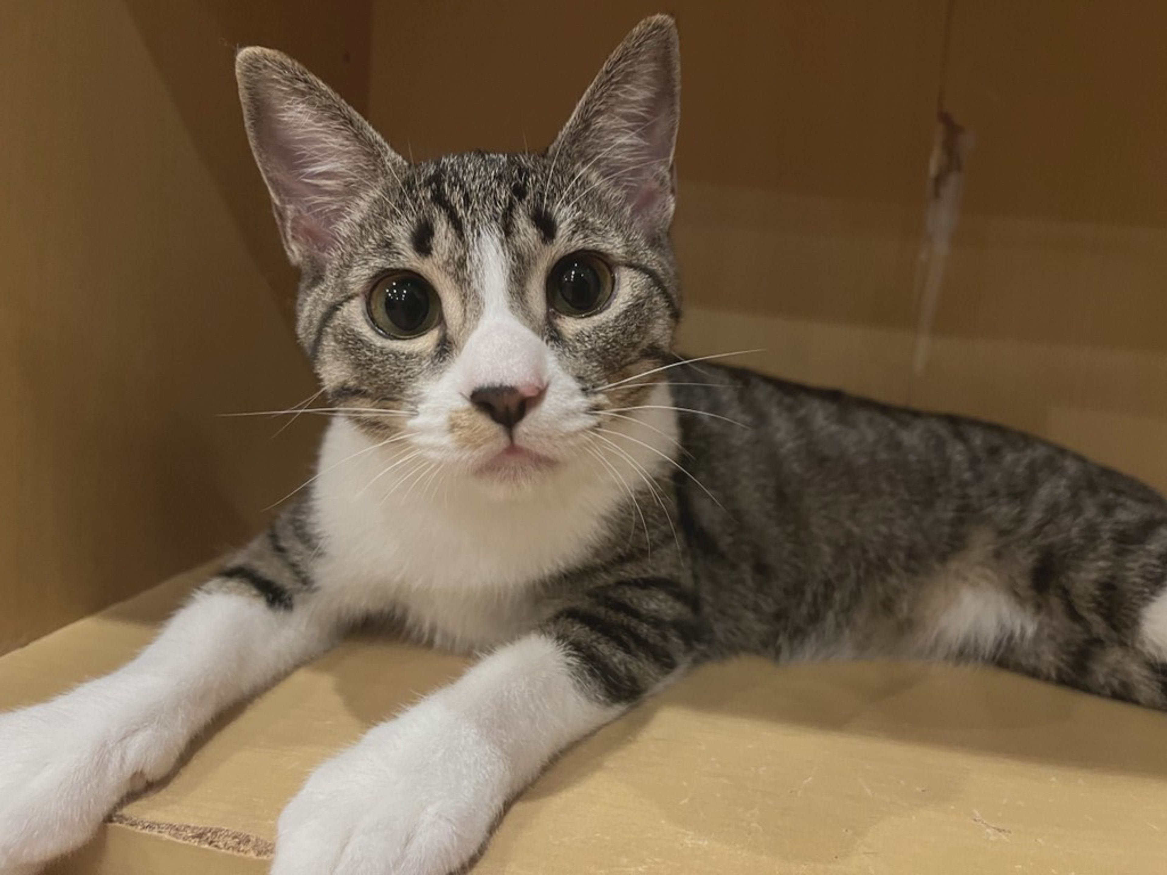 雑種（ミックス猫）・メスの里親募集の写真