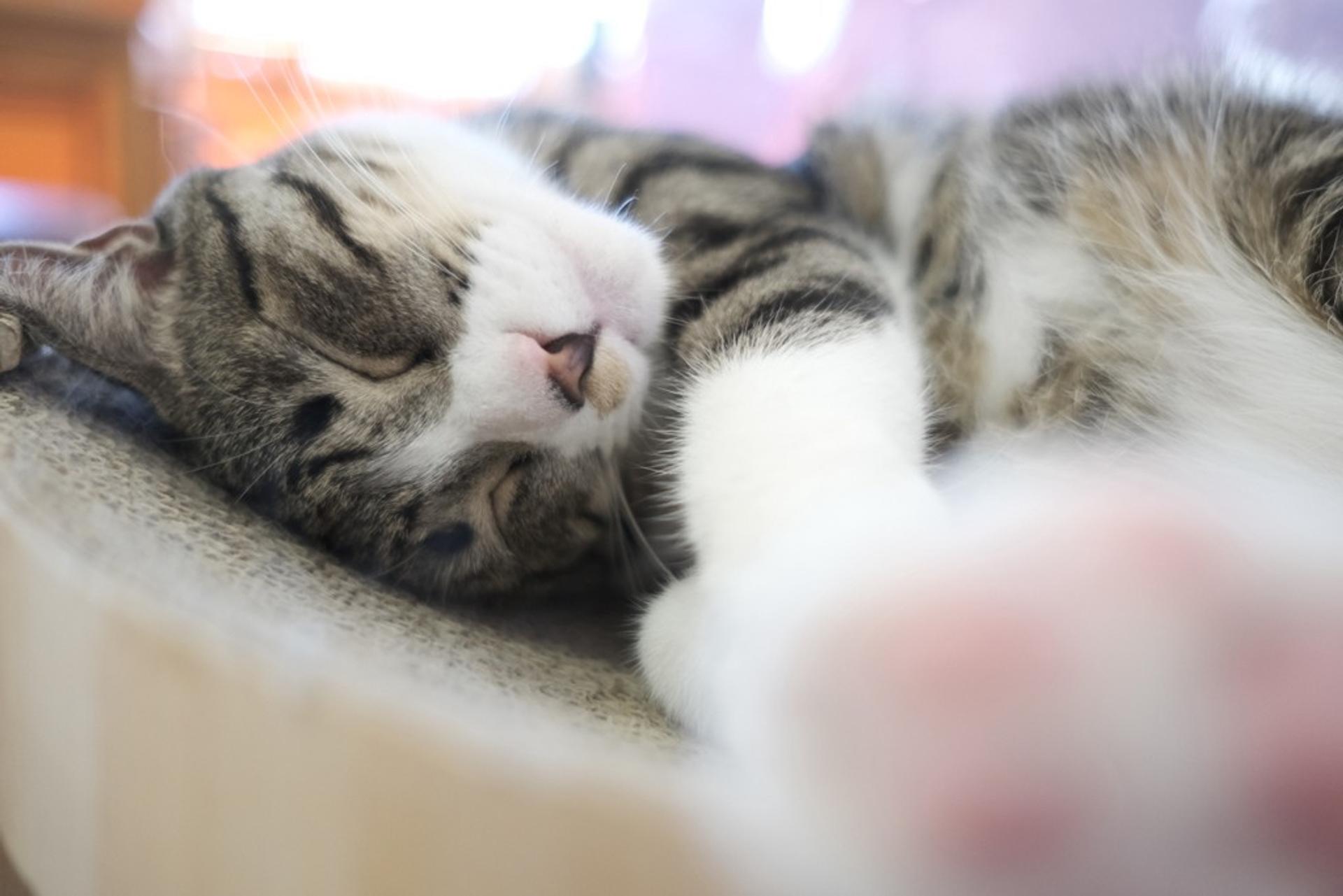 pet-image-4
