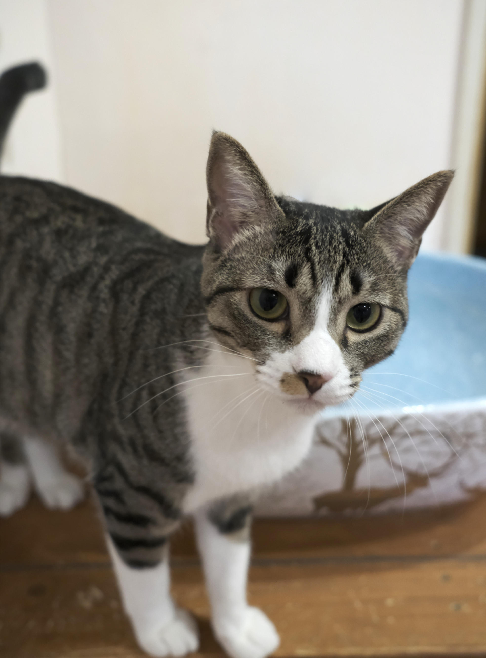 pet-image-5