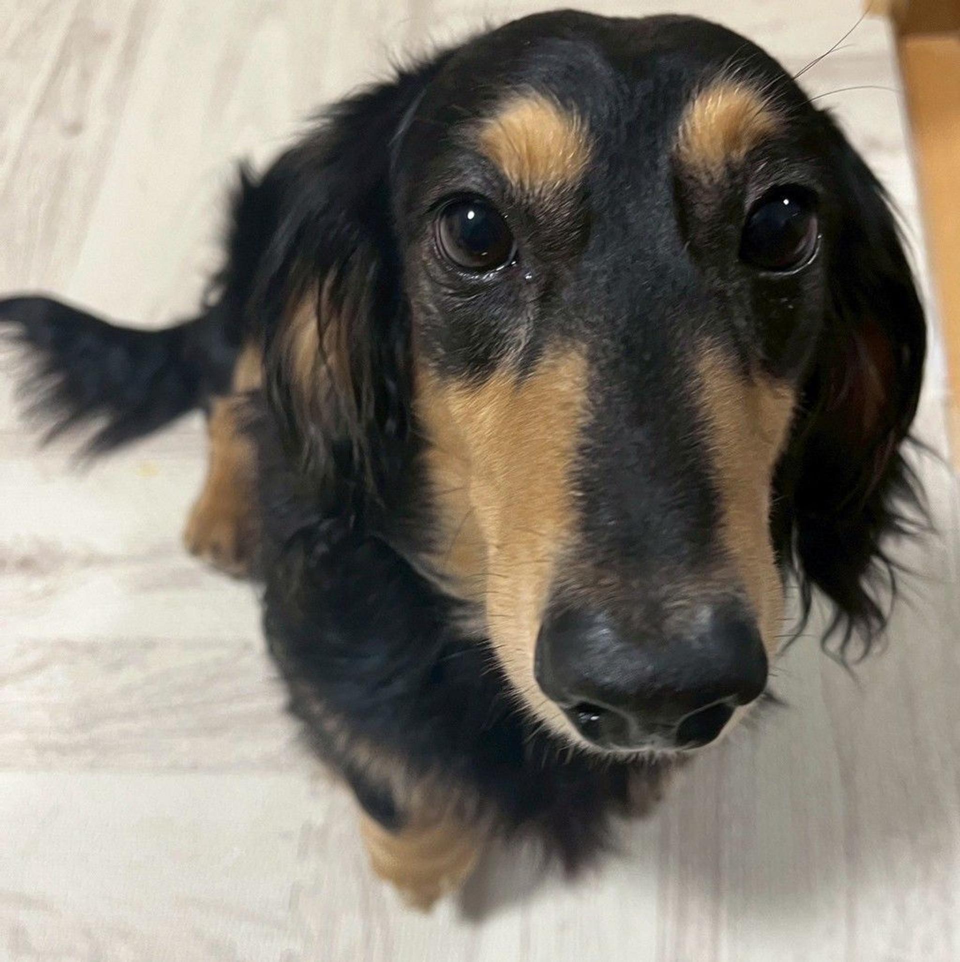 pet-image-6