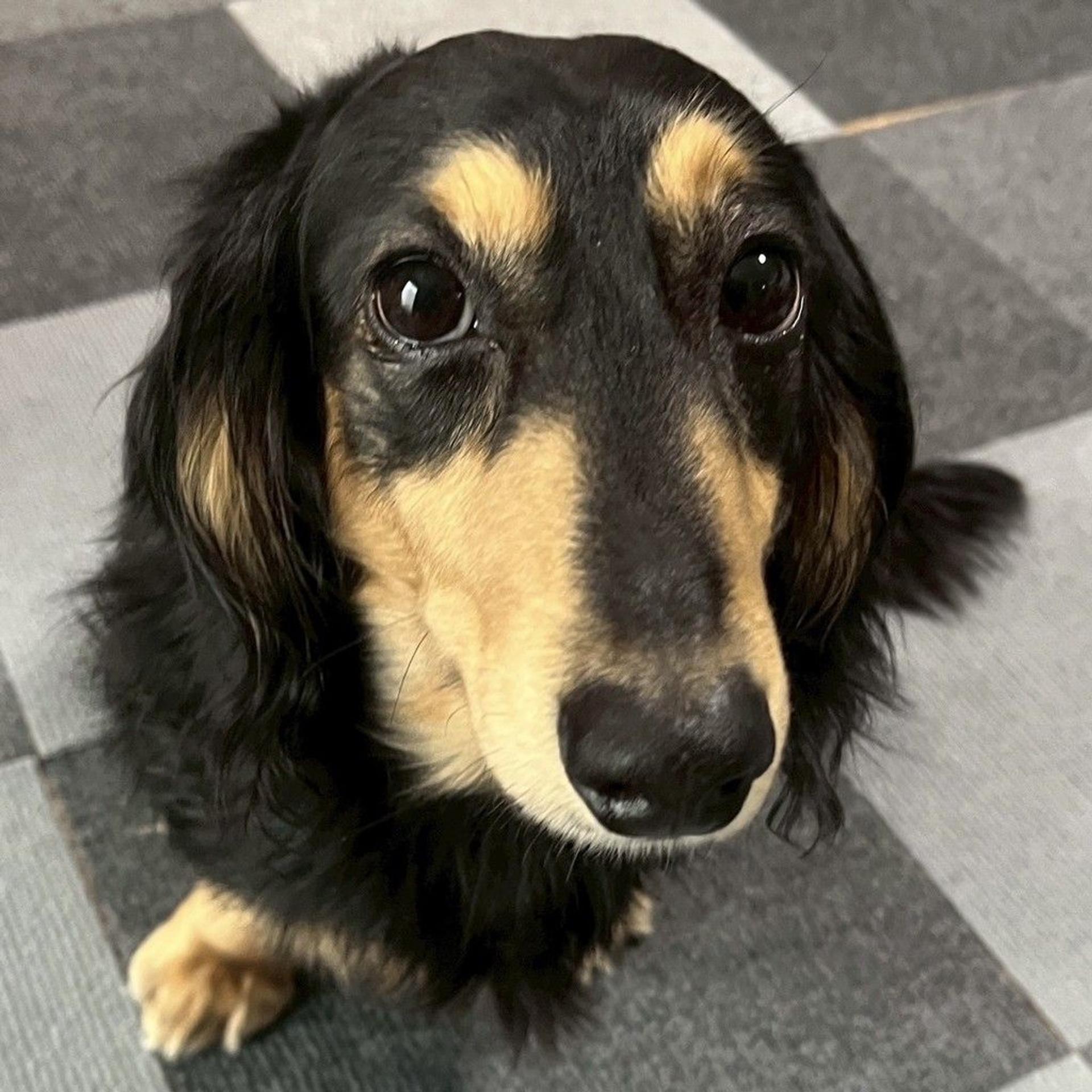 pet-image-2
