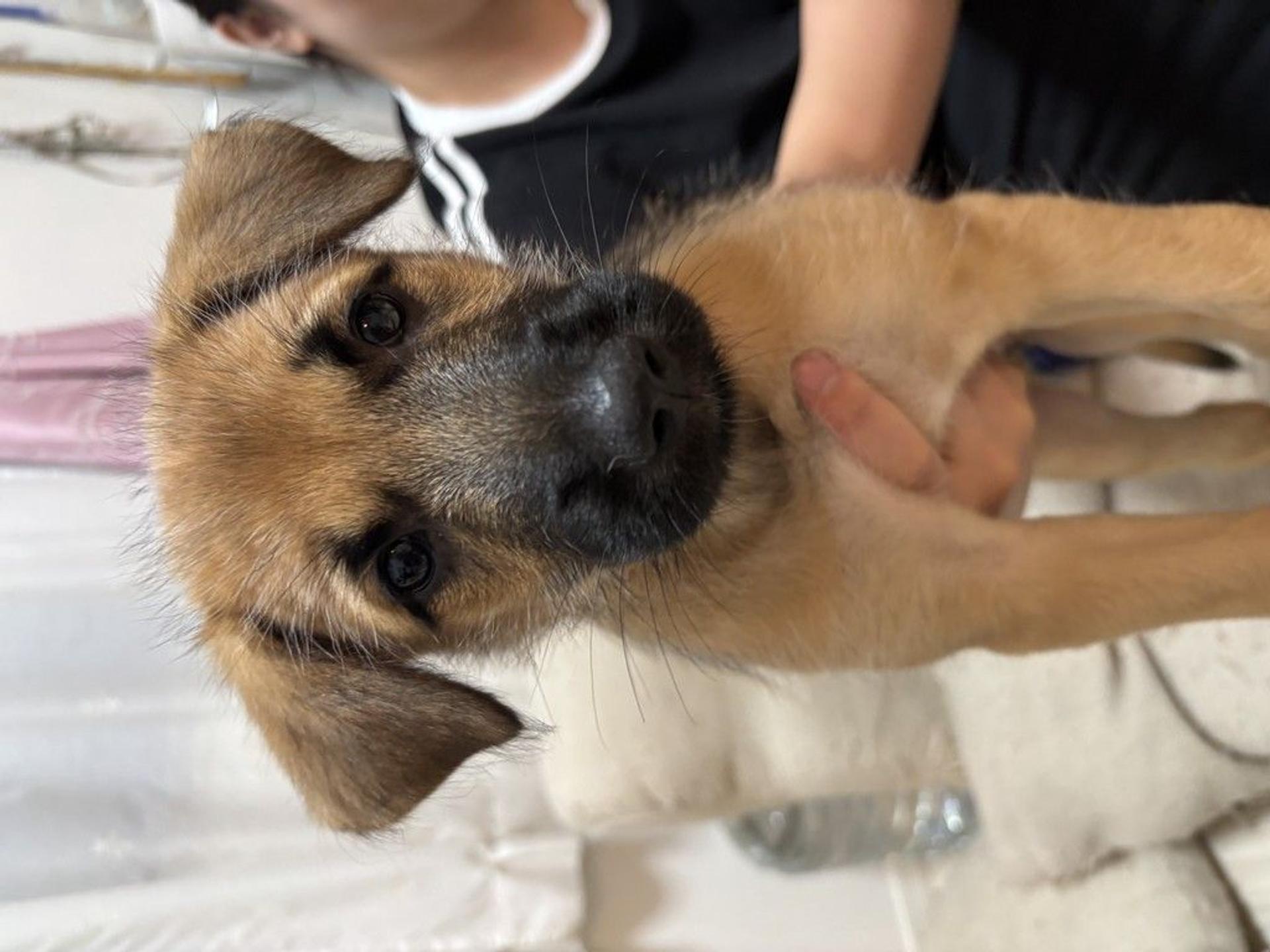 pet-image-3