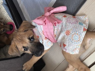 子犬の可愛いロッティ