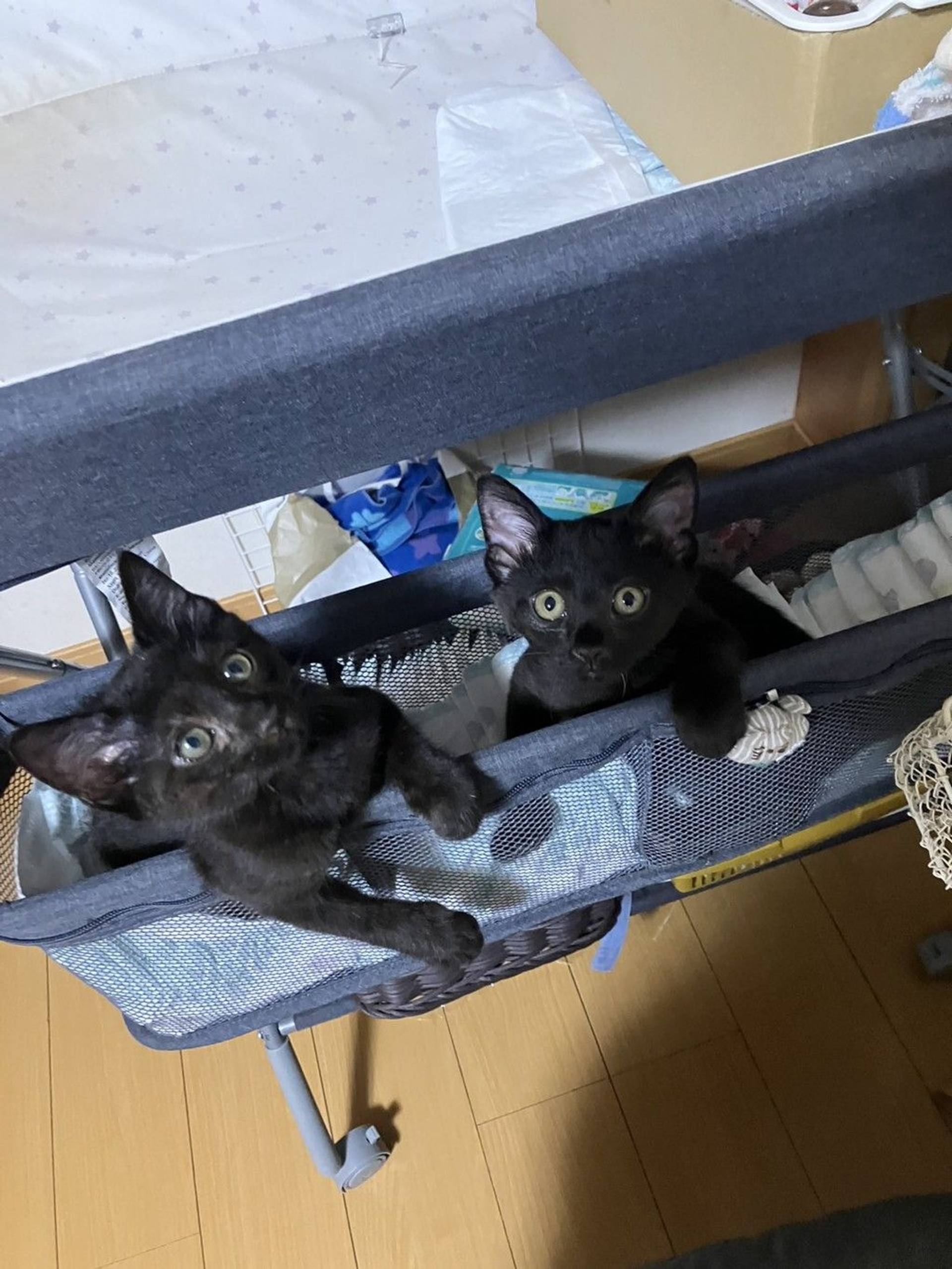 雑種（ミックス猫）・メスの里親募集の写真