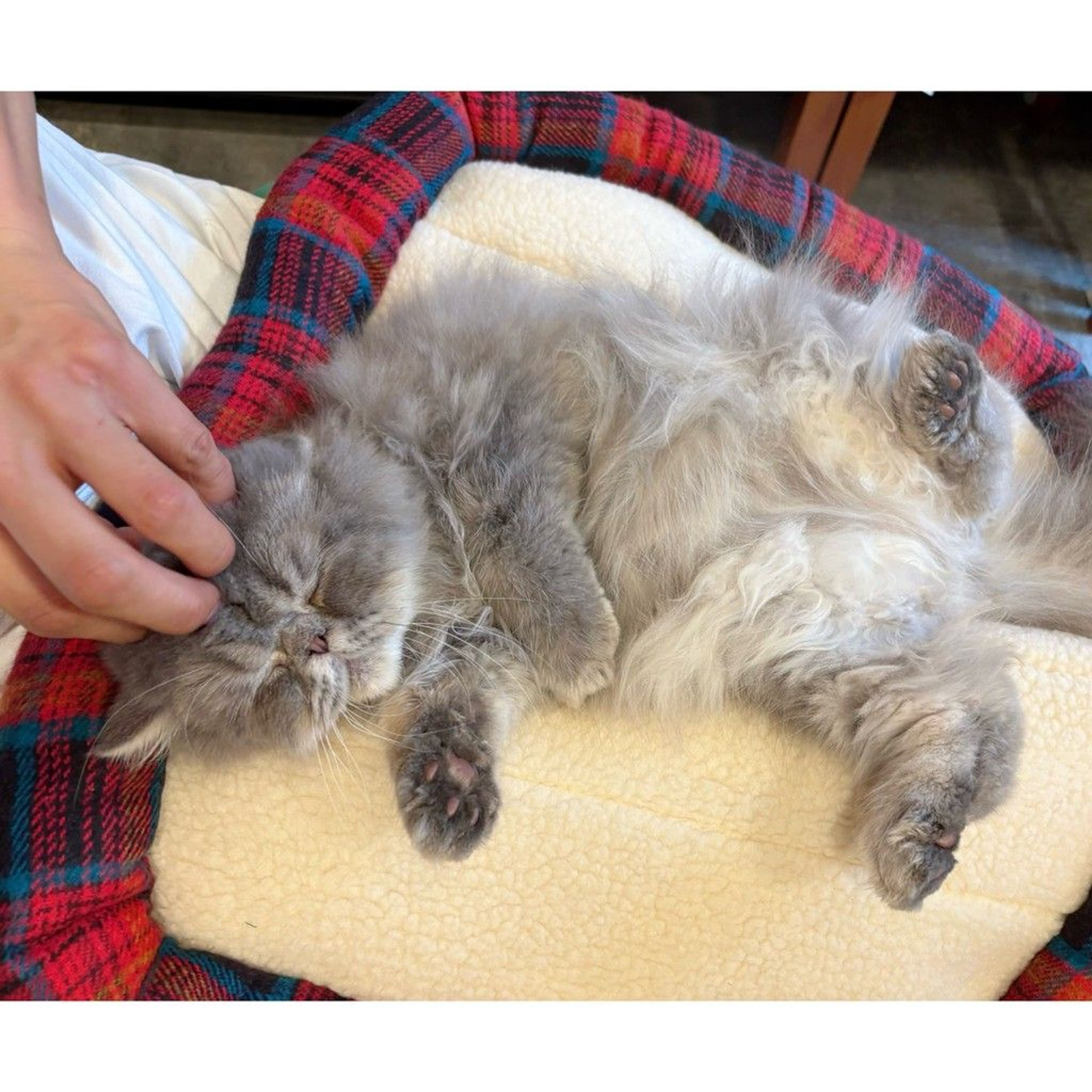 pet-image-4