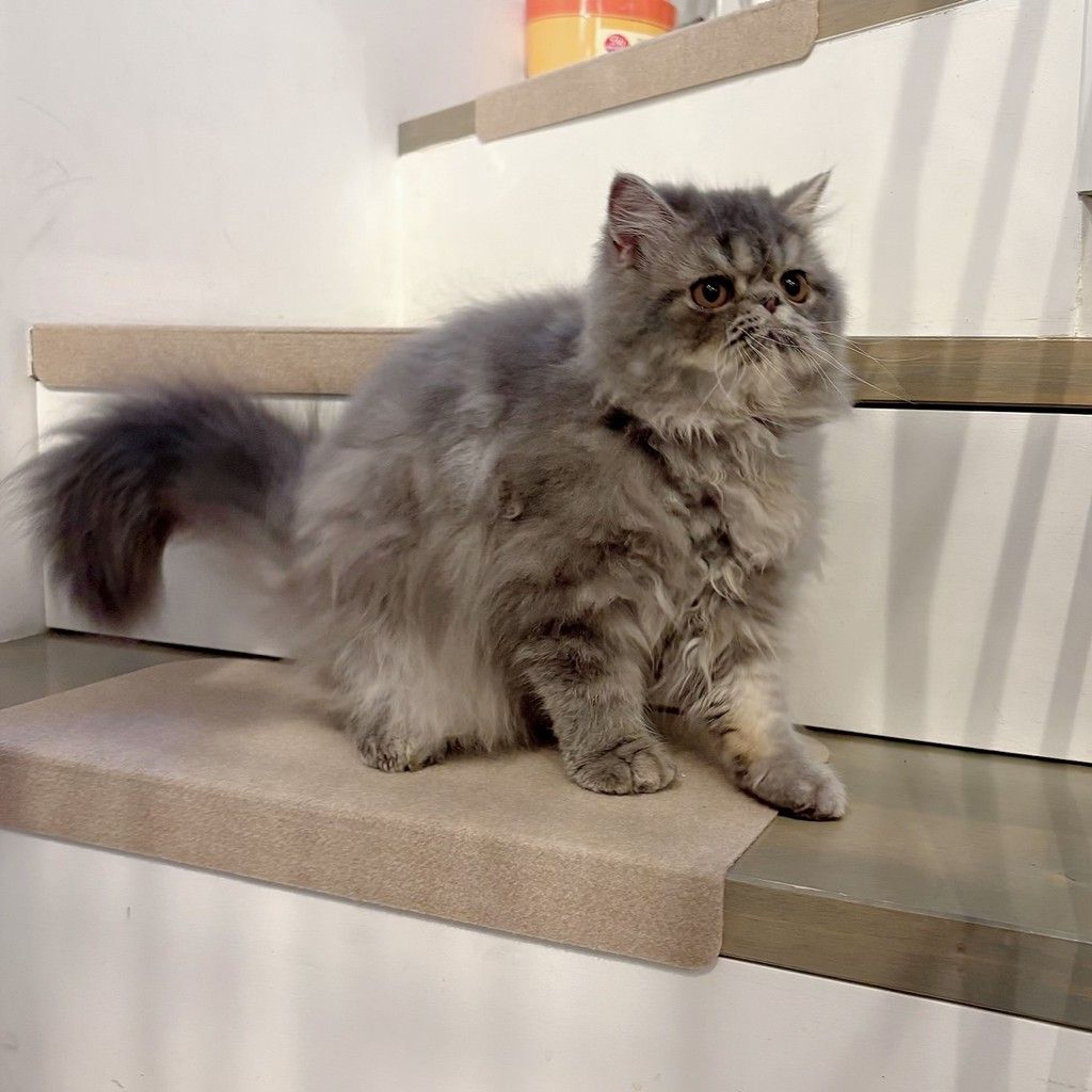 pet-image-7
