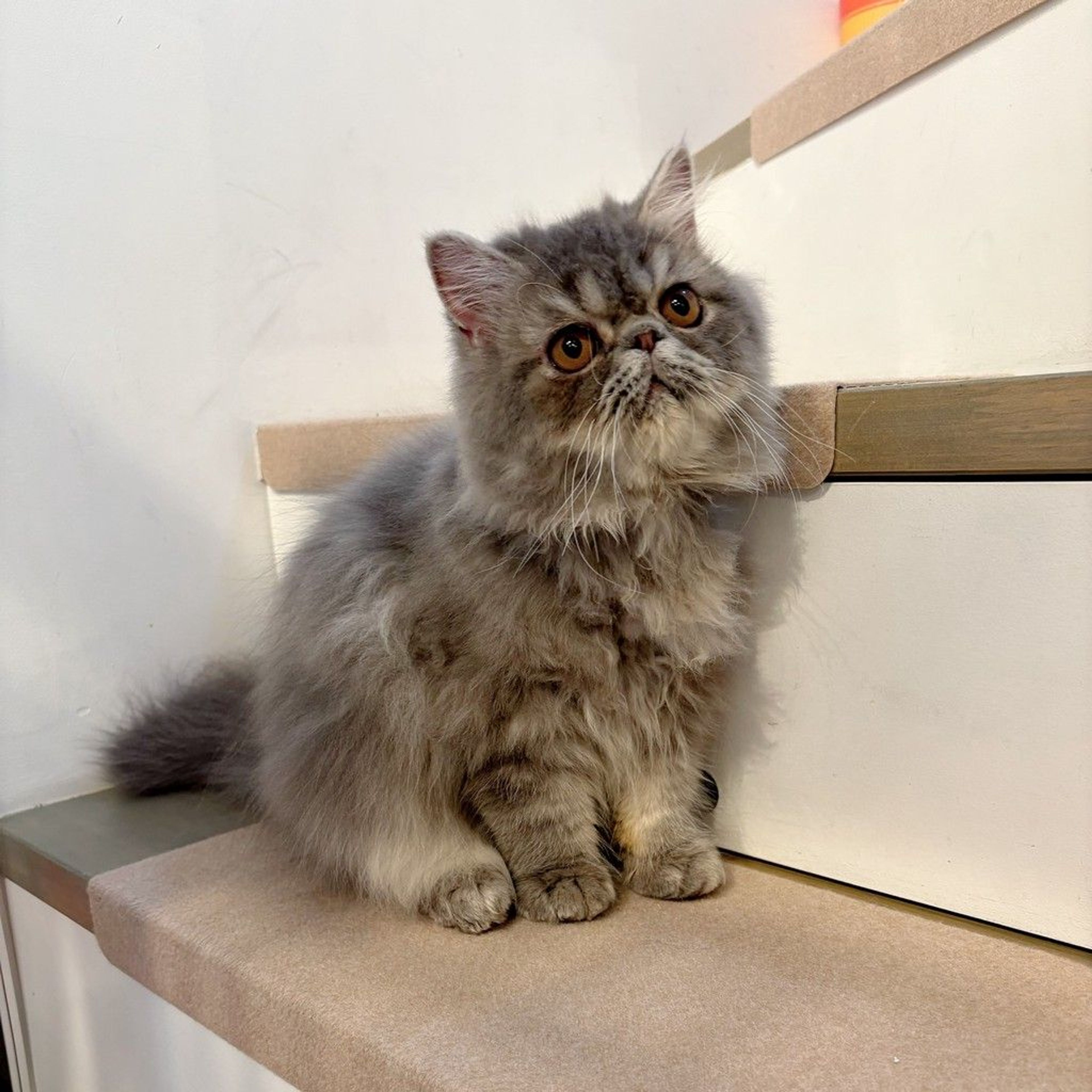pet-image-5