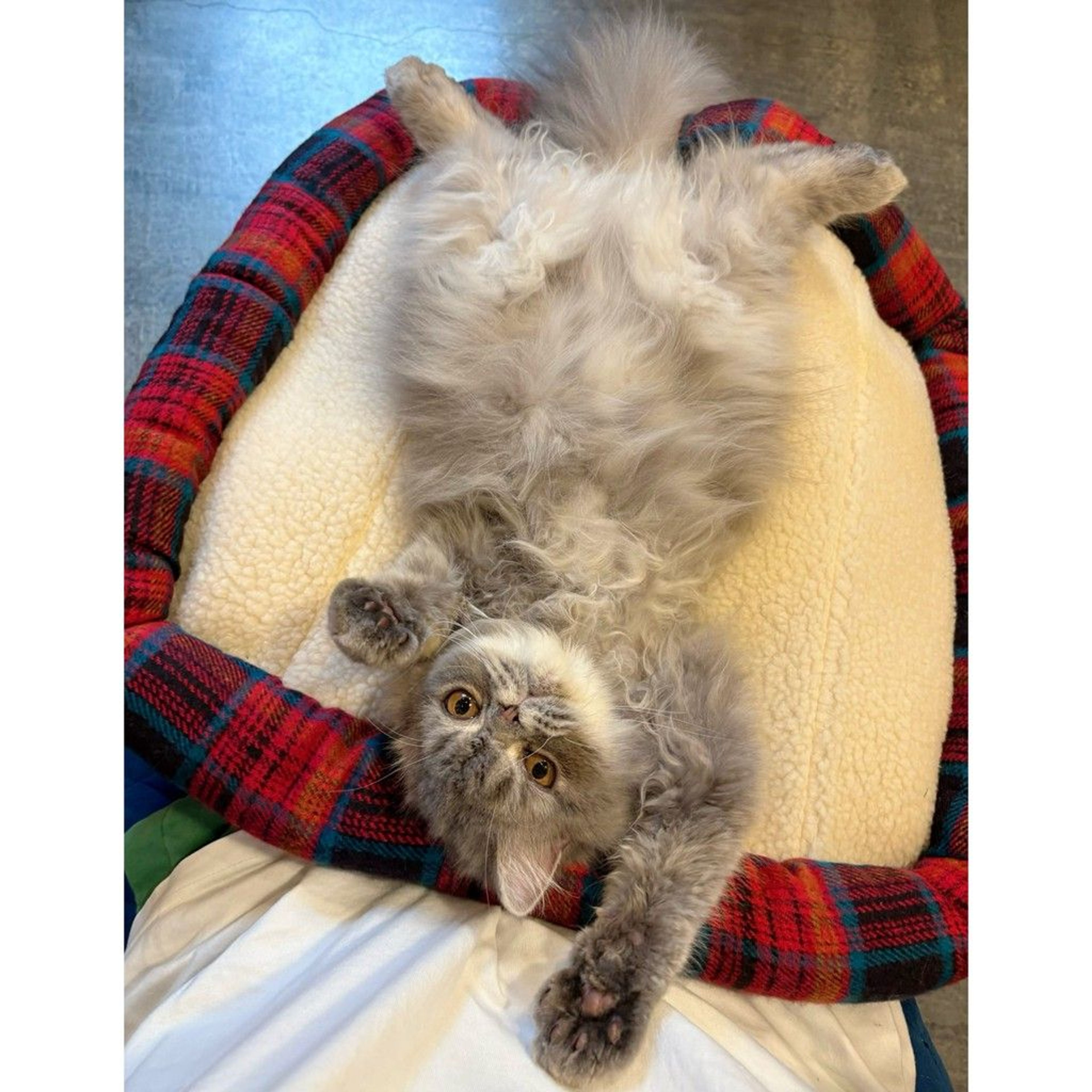 pet-image-2