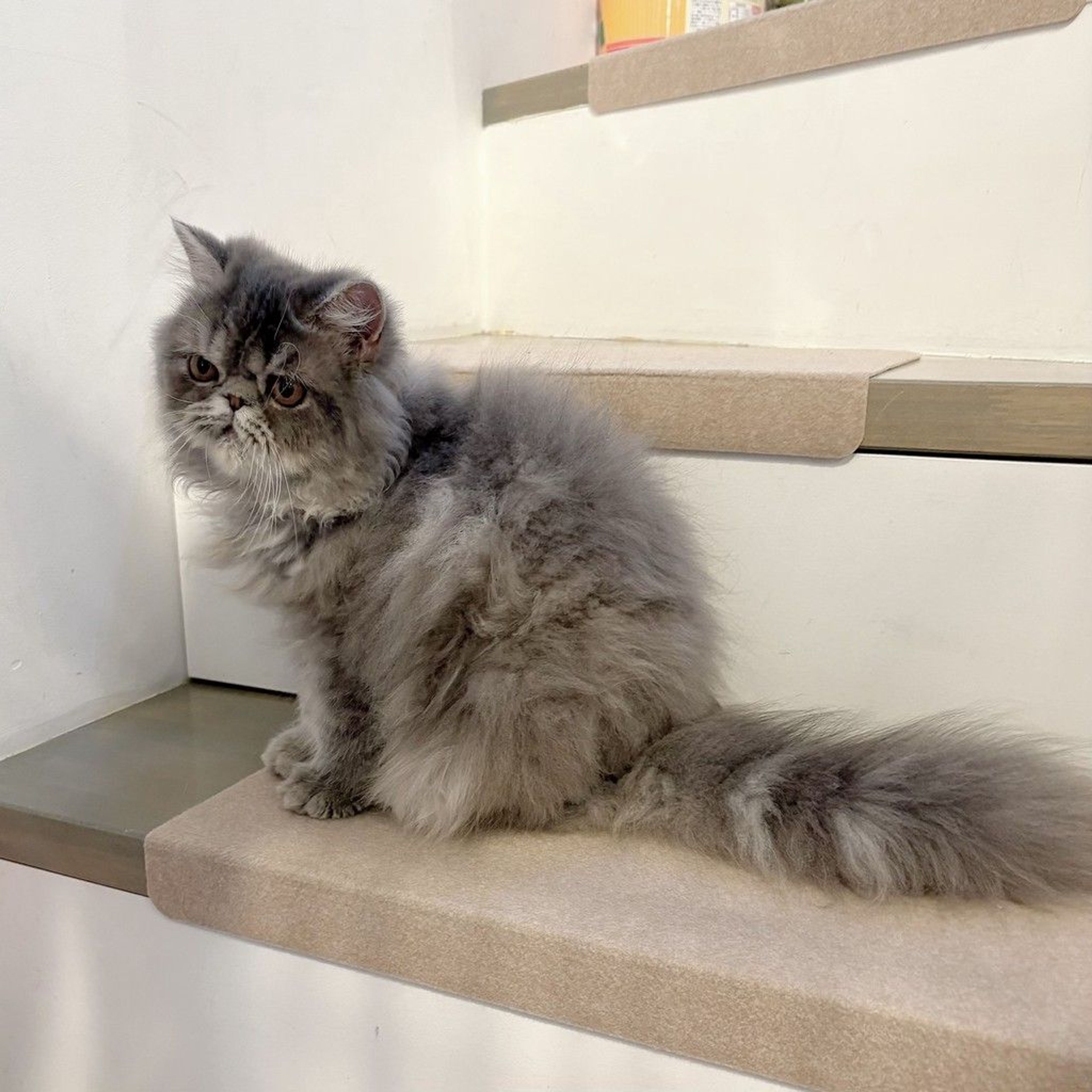 pet-image-6