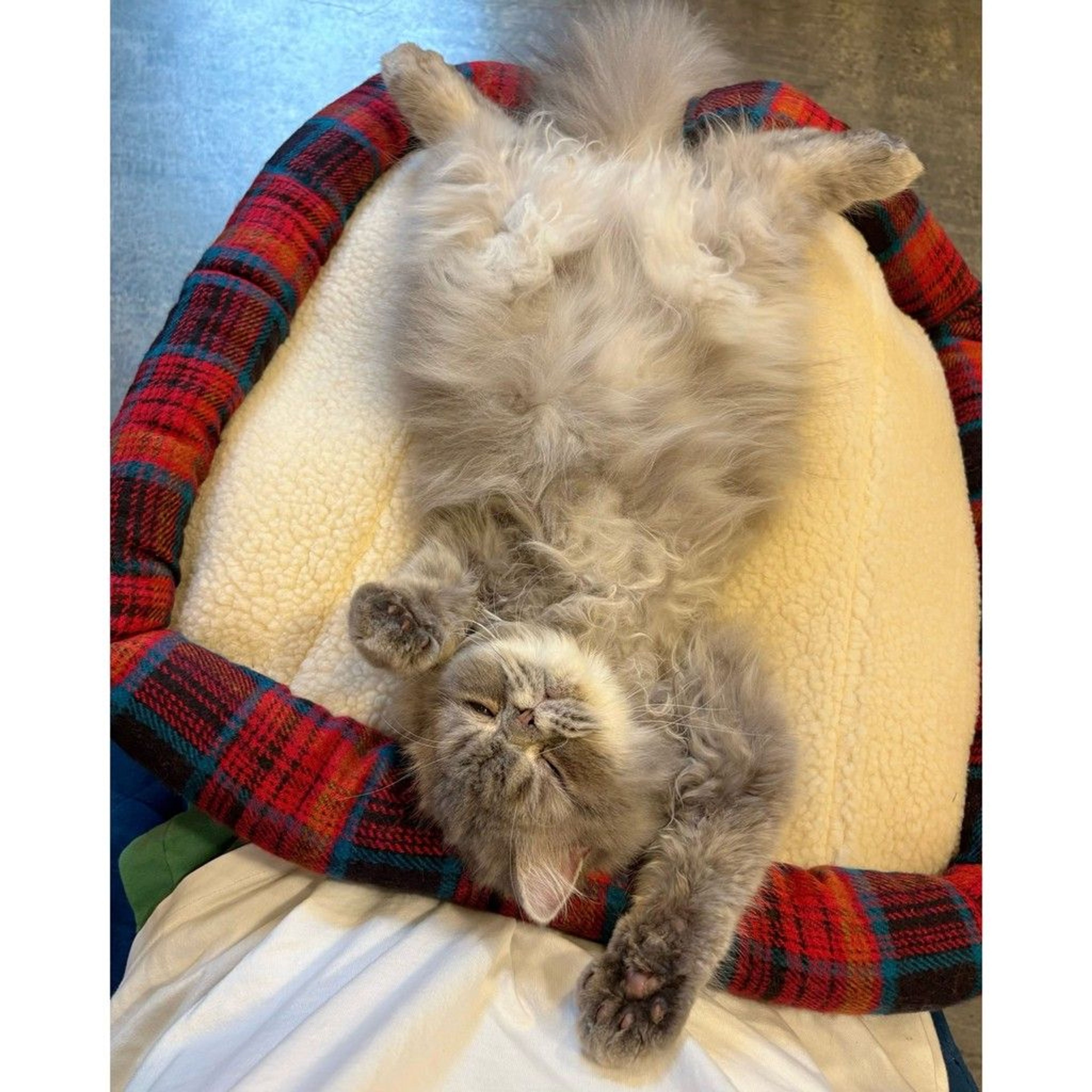 pet-image-3
