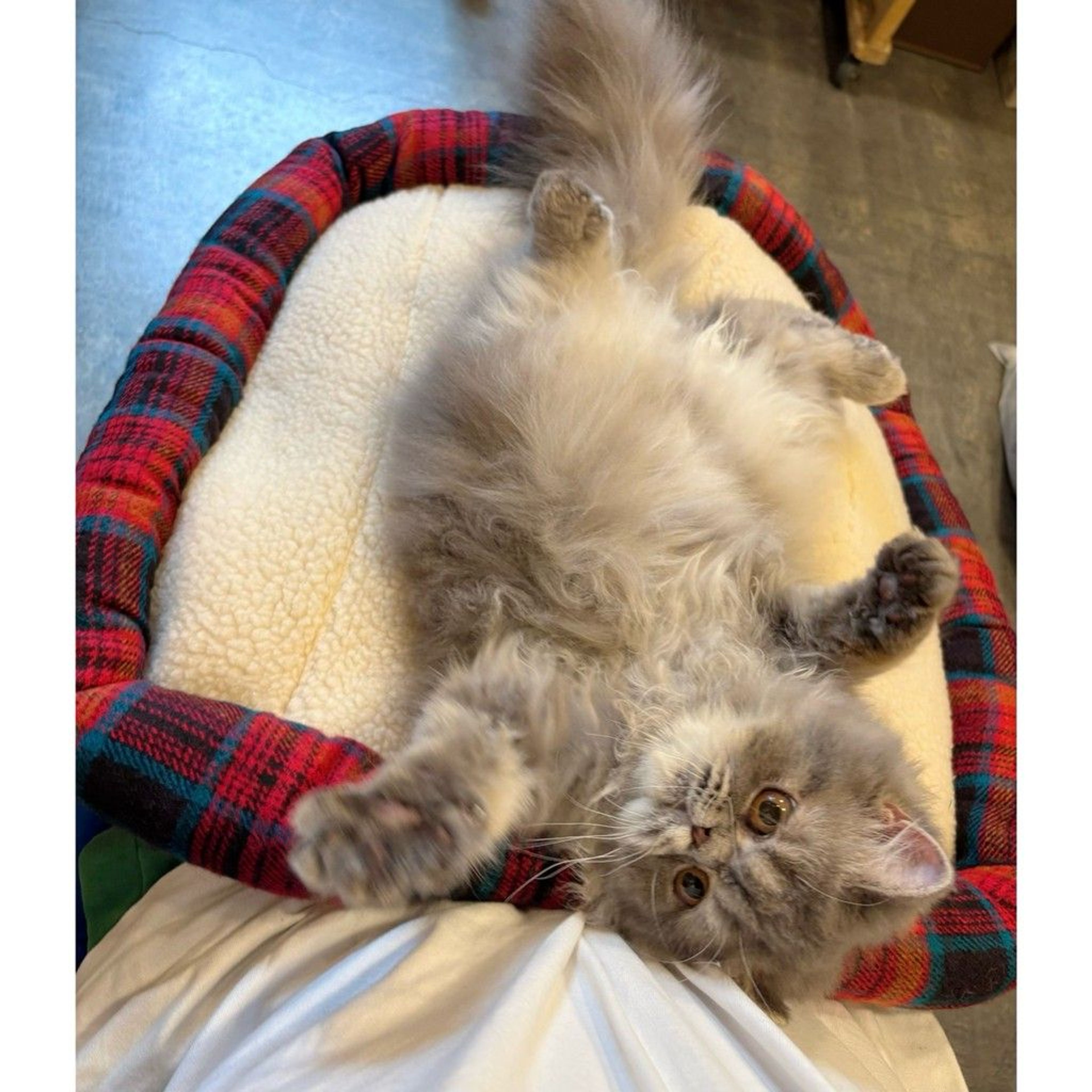 pet-image-8