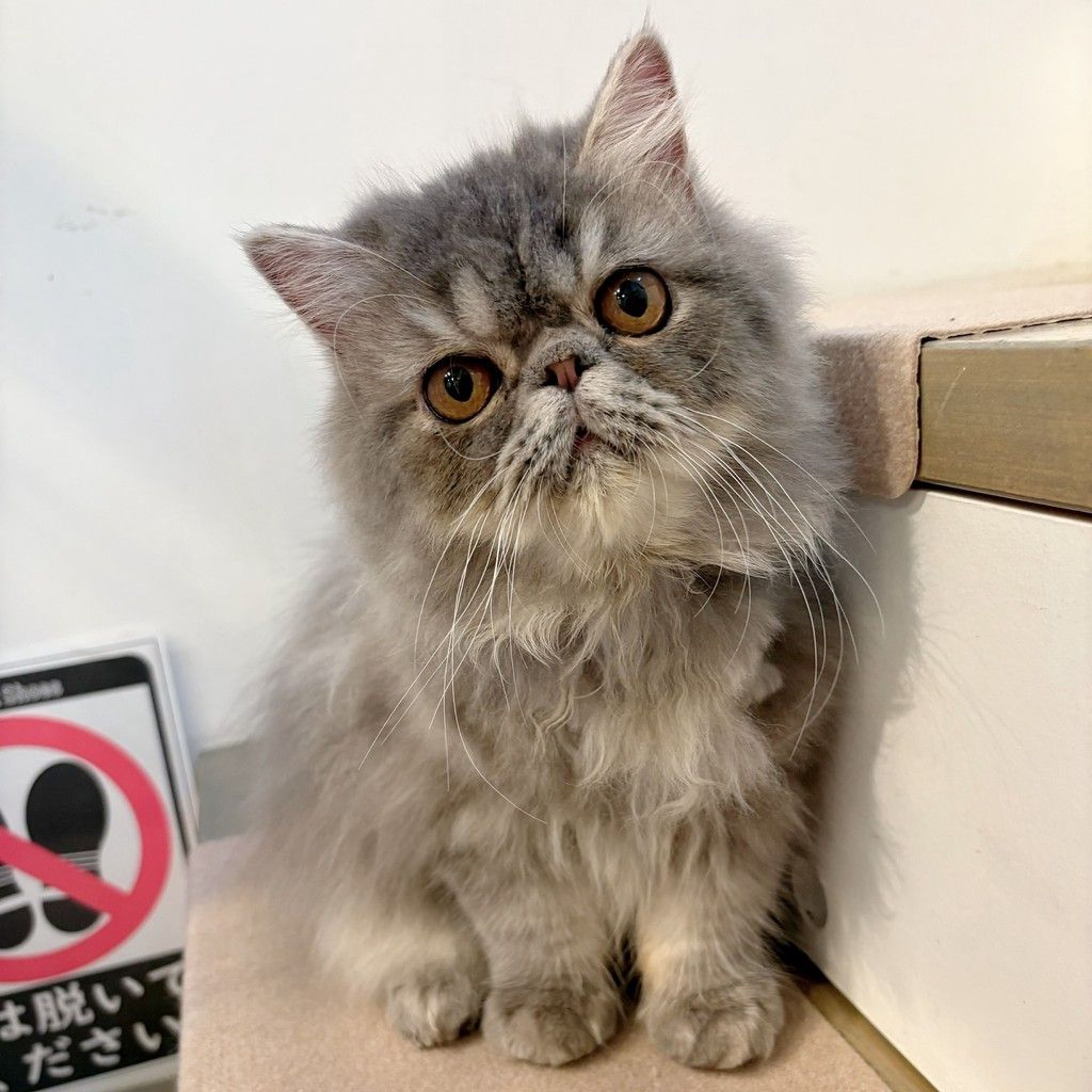 エキゾチックショートヘア・オスの里親募集の写真