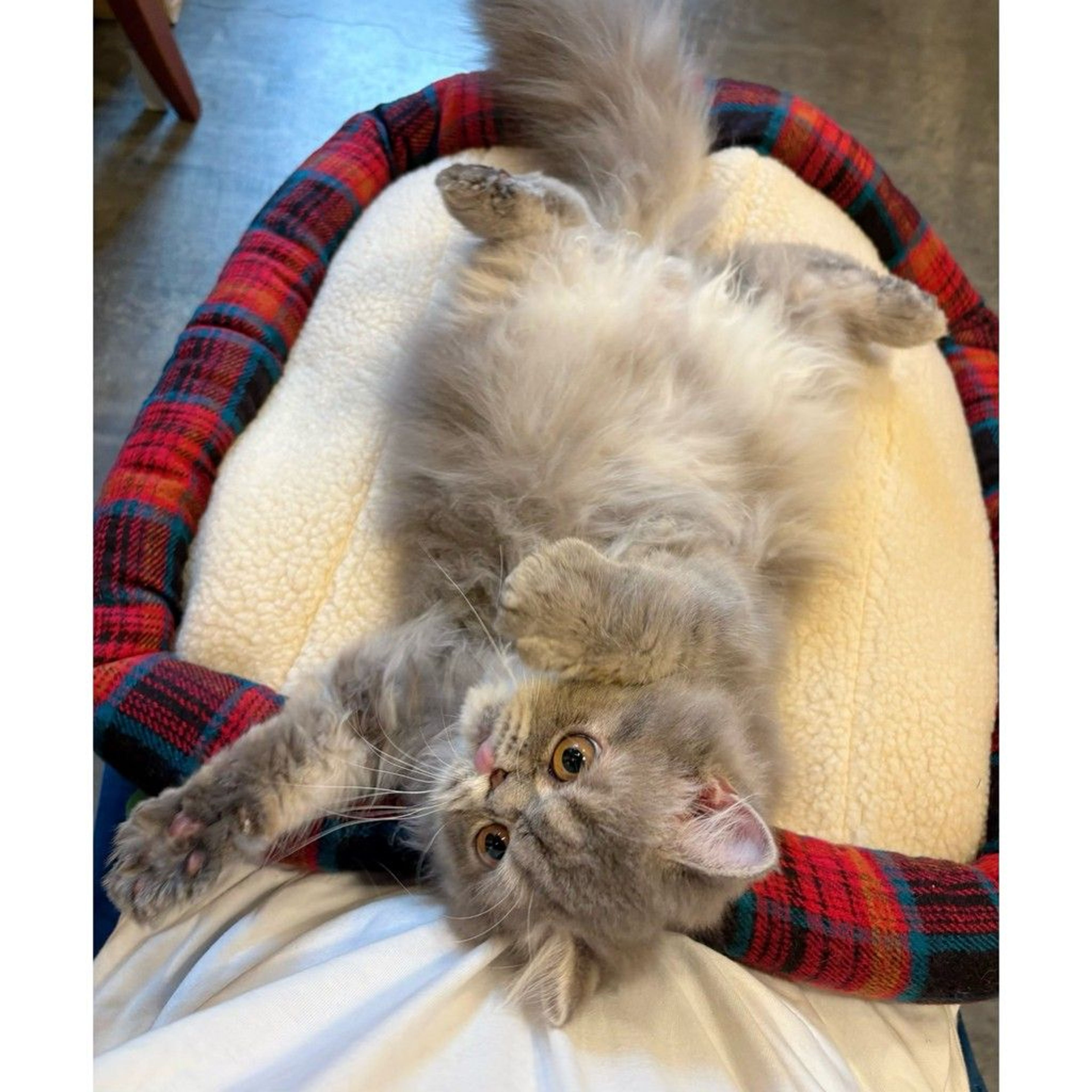 pet-image-9