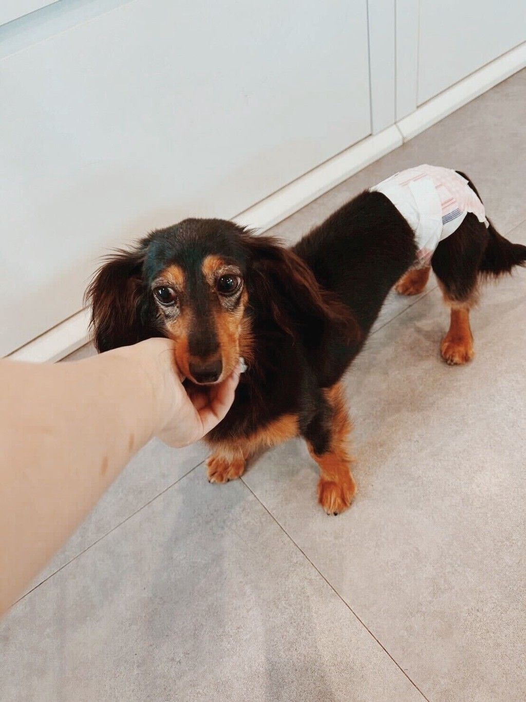 ダックスママ様確認用 Doxie Watch Japanから“可愛いかわいいダックスフンドのママたちへ