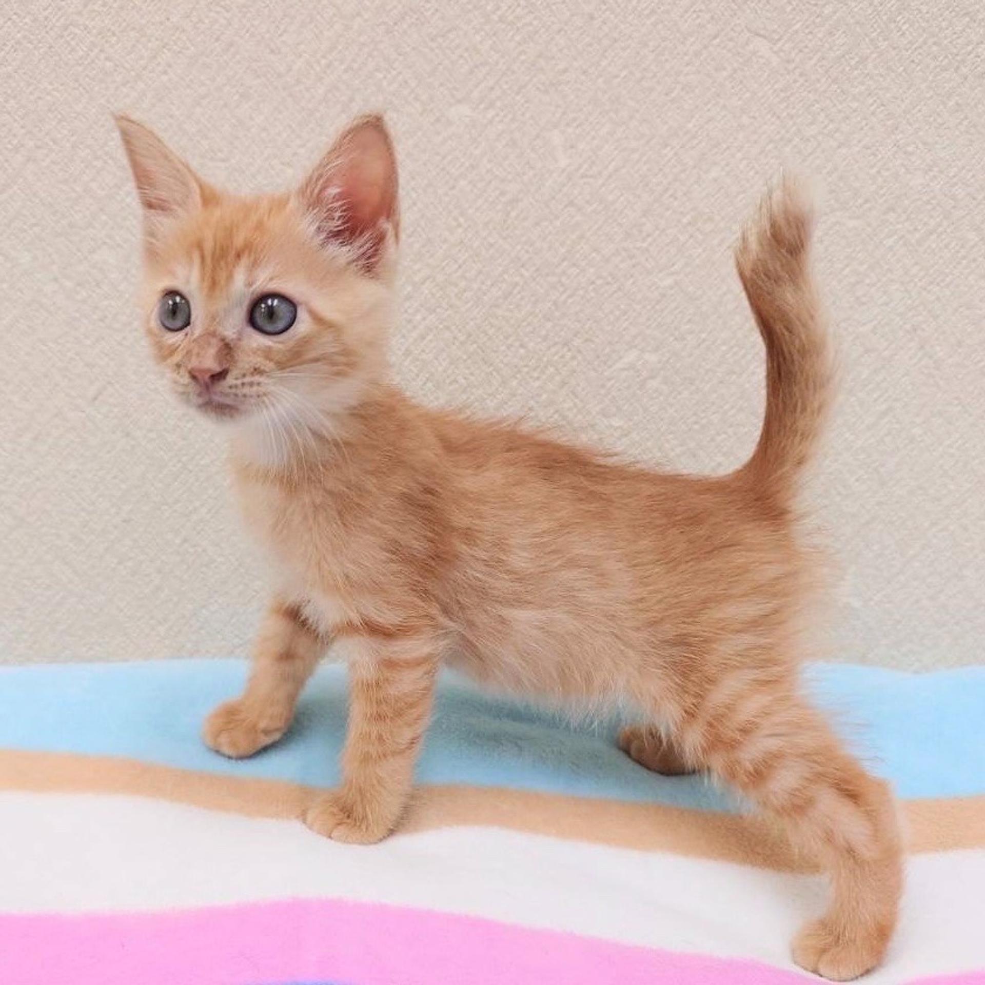pet-image-3