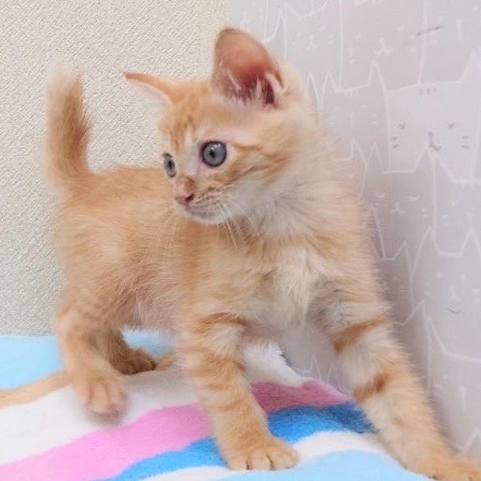 pet-image-4